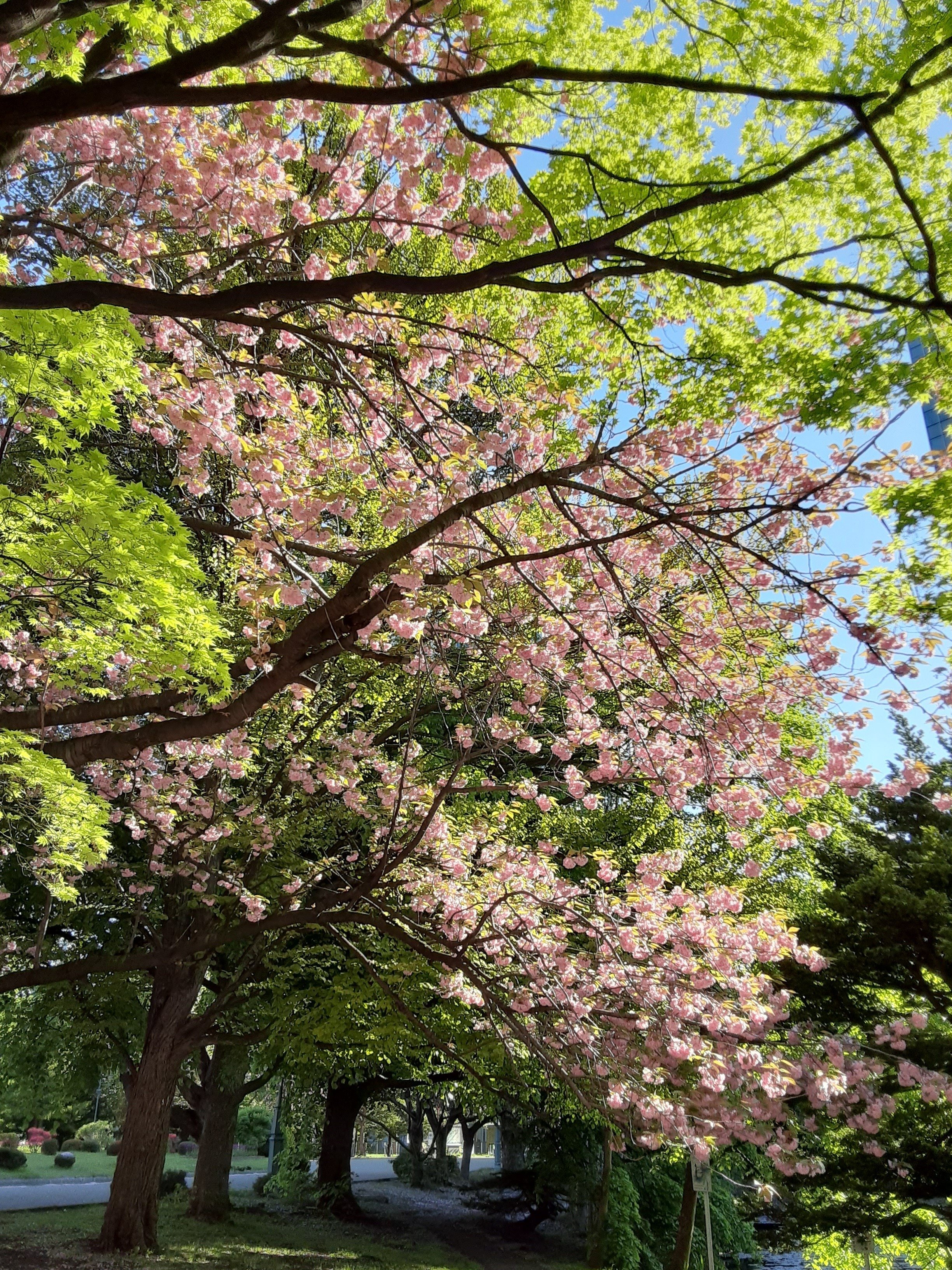 桜咲きました。早っ！｜気づくと植物＆庭に夢中