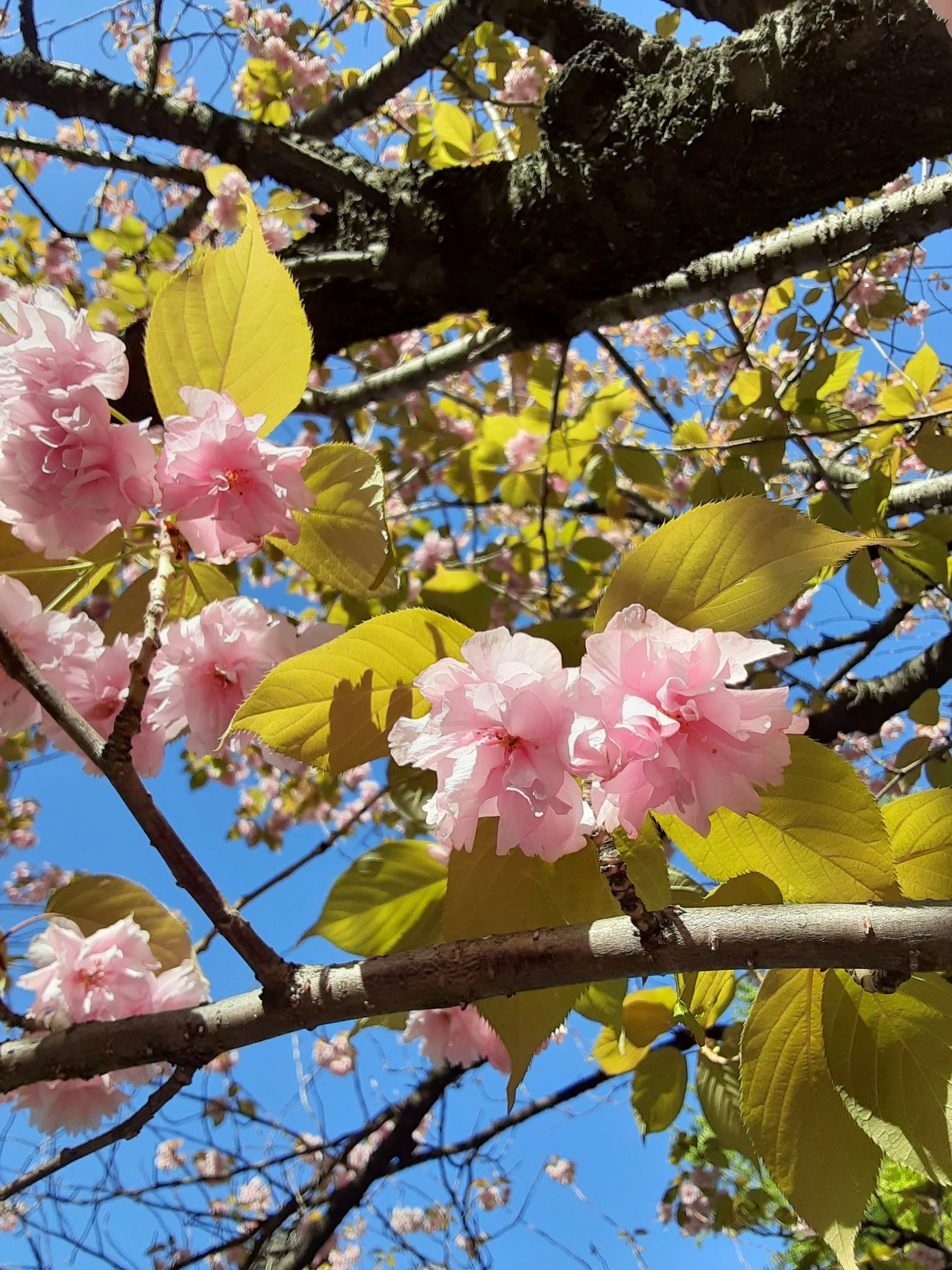 桜咲きました。早っ！｜気づくと植物＆庭に夢中