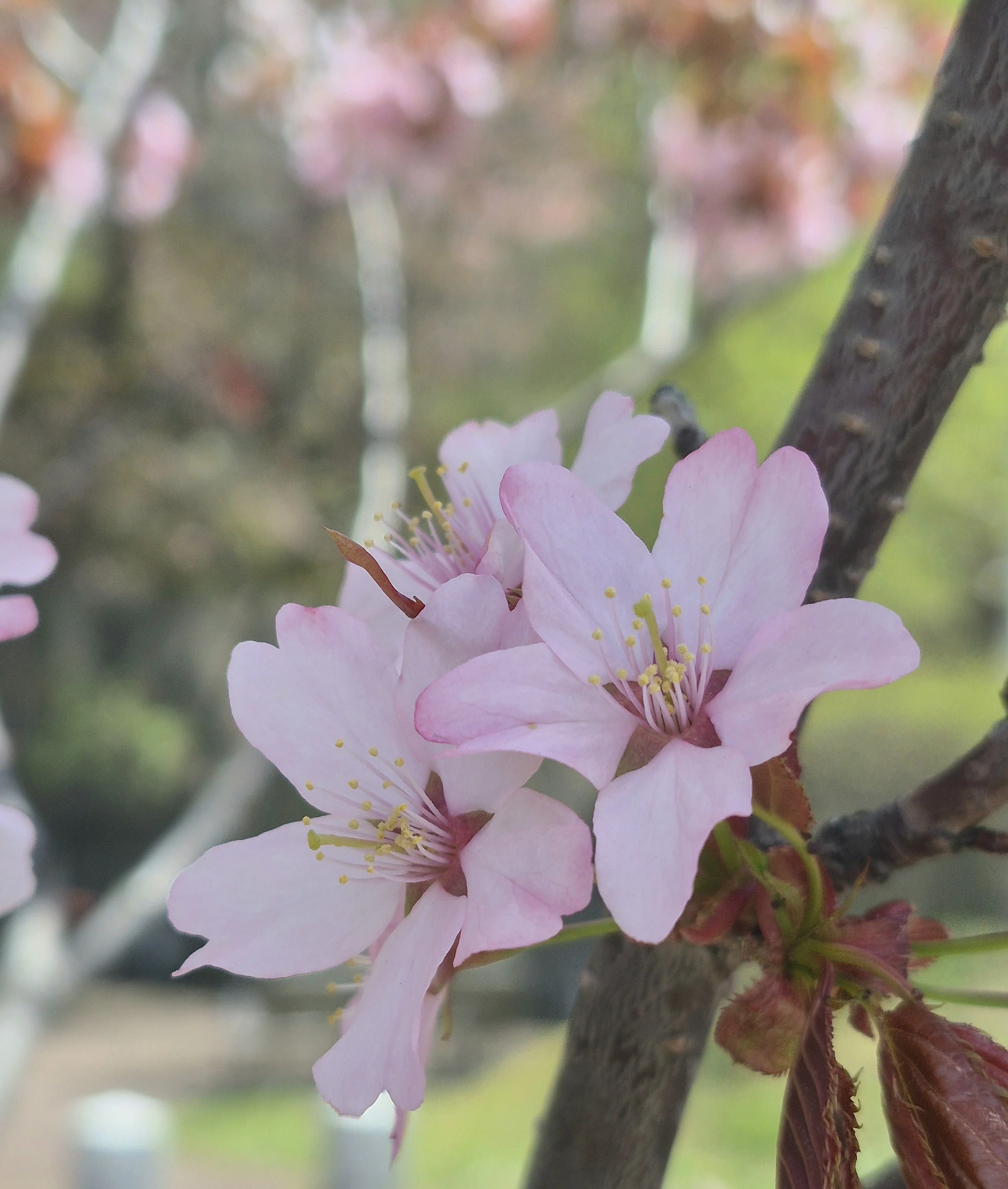 桜咲きました。早っ！｜気づくと植物＆庭に夢中