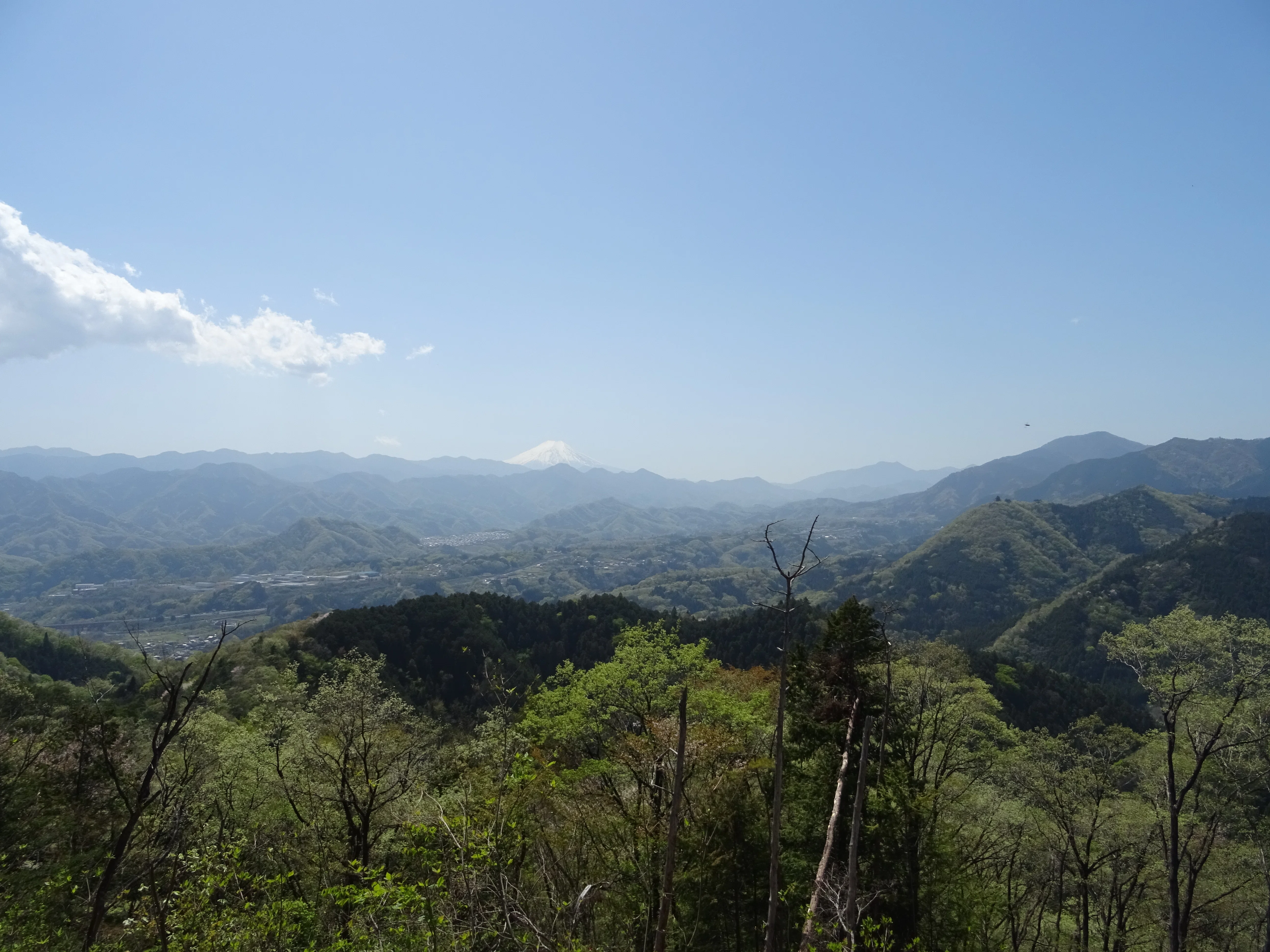 能岳・八重山へ春の生き物を訪ねて（山梨県上野原市）｜東陽一