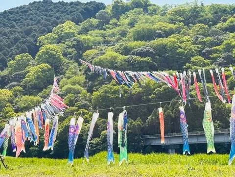松田川のこいのぼりの川渡し～ すくすくこいのぼりまつり2026開催