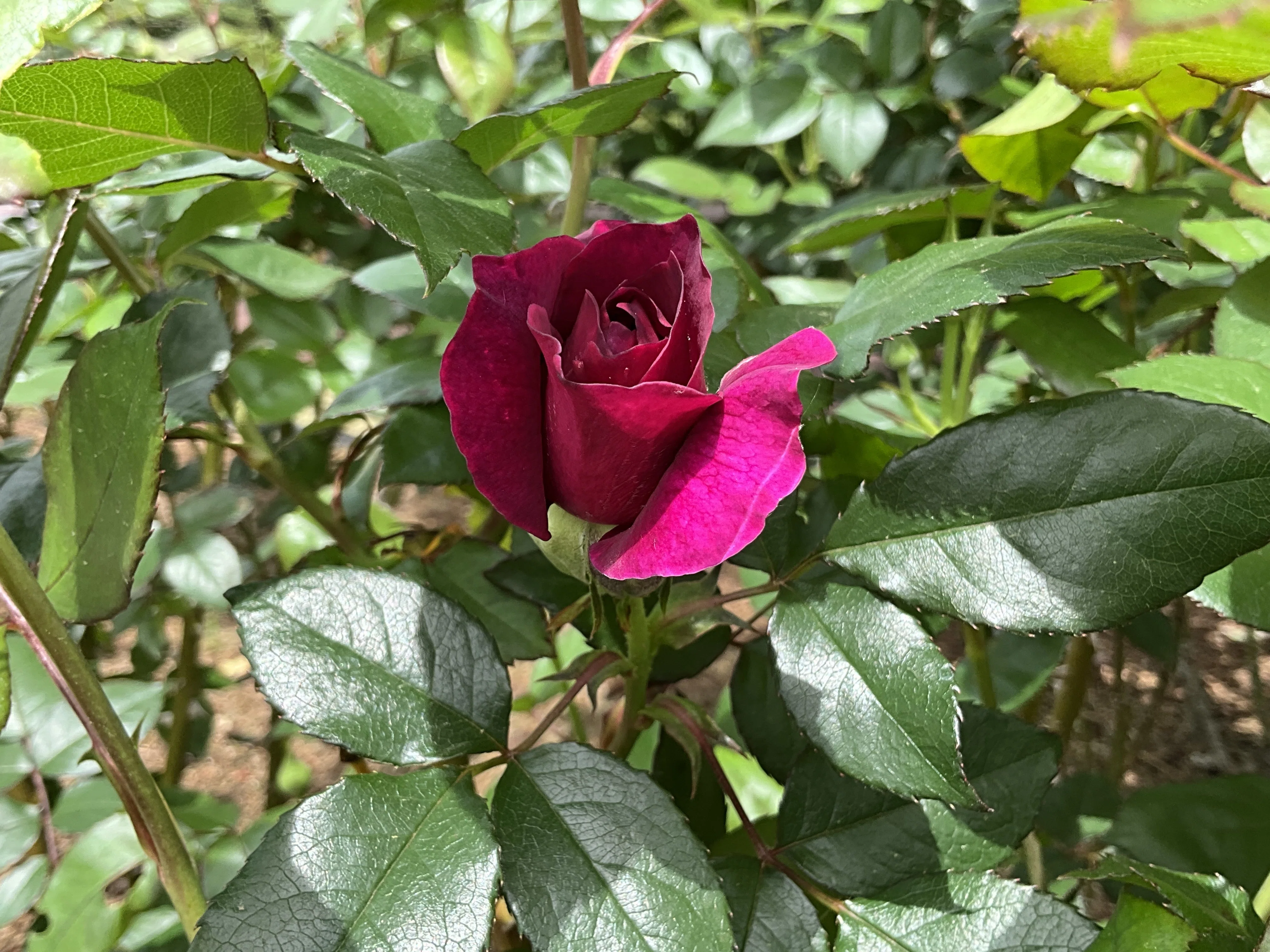 イントリーグの春一番花（京都府立植物園）：2026年4月21日（火