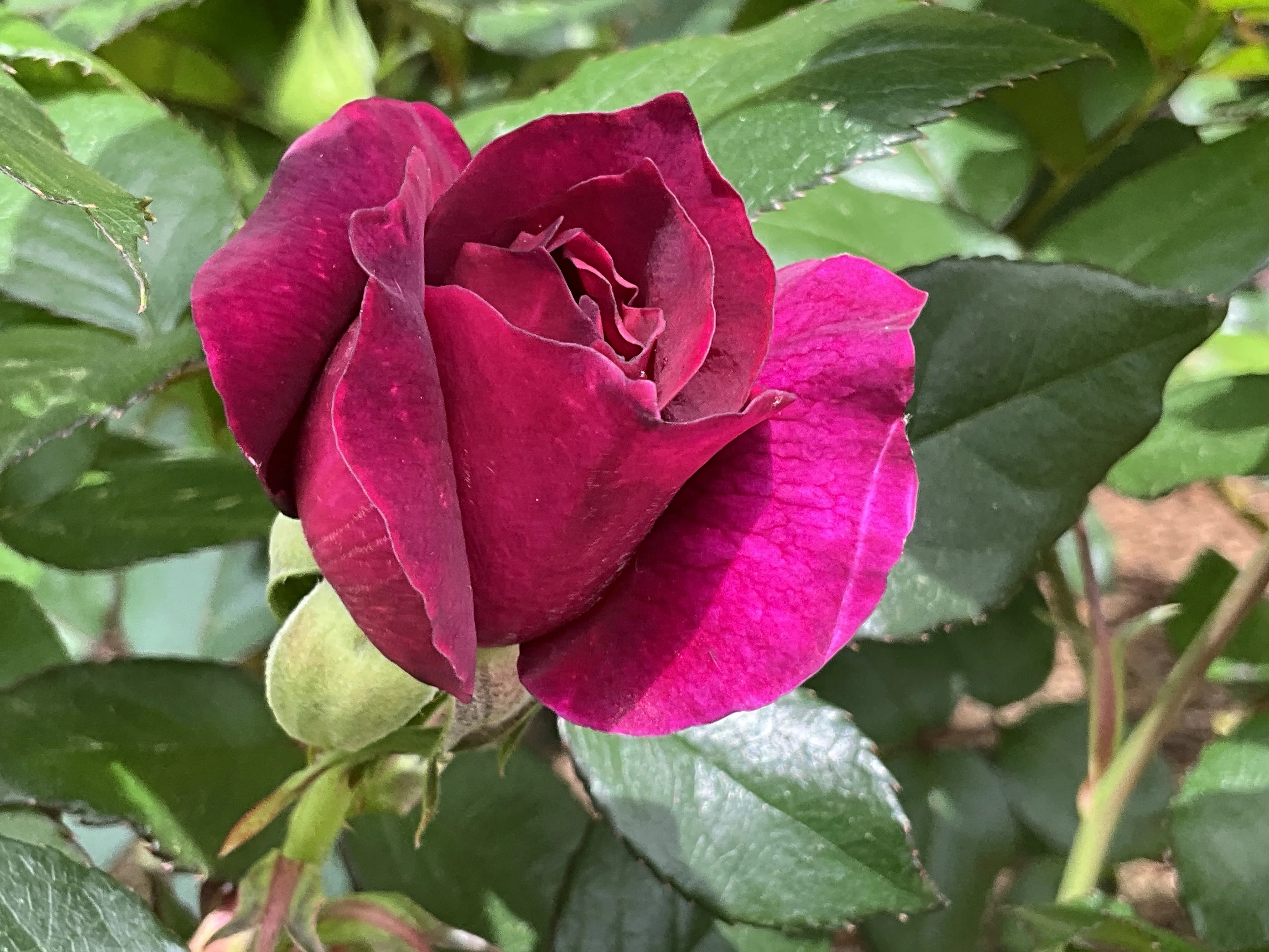イントリーグの春一番花（京都府立植物園）：2026年4月21日（火