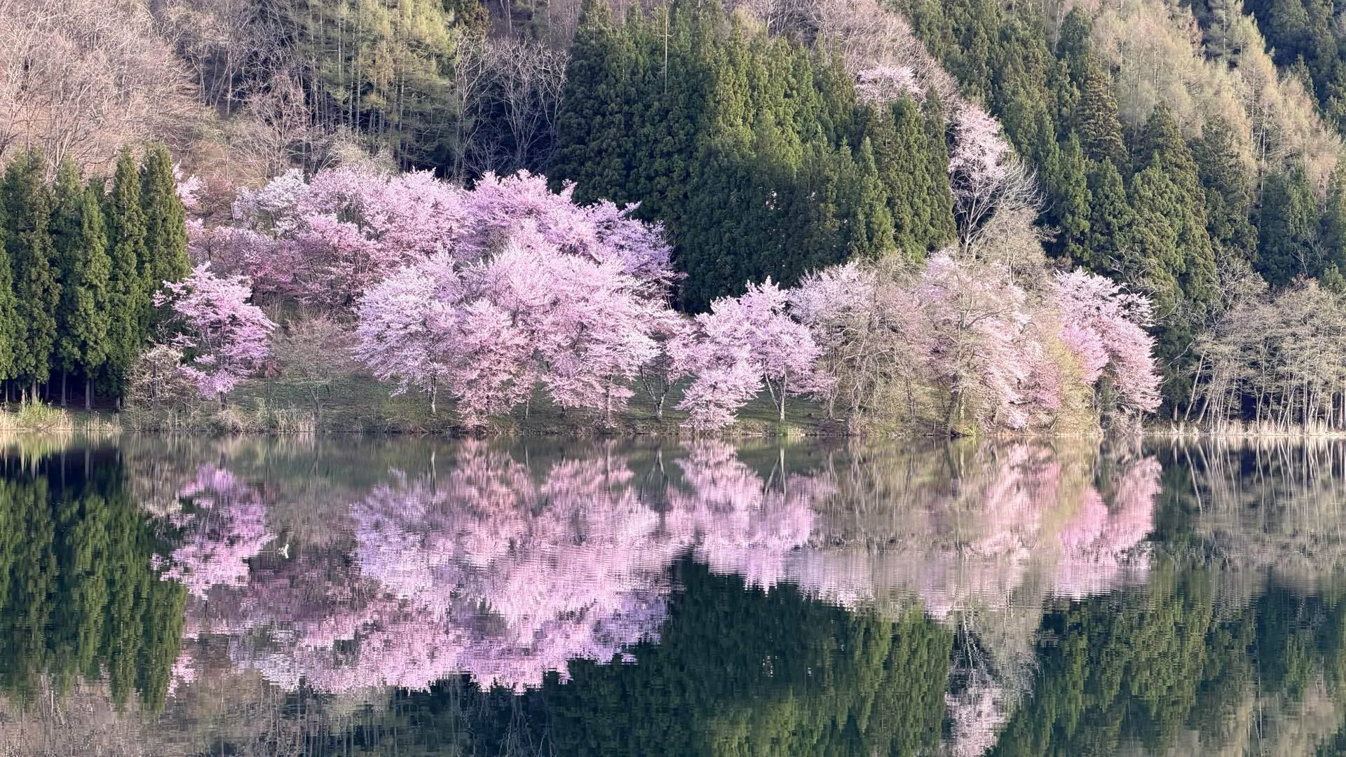 長野旅｜桜前線🌸 初夏の日差しで4月半ばに一気に北上！｜ノコ