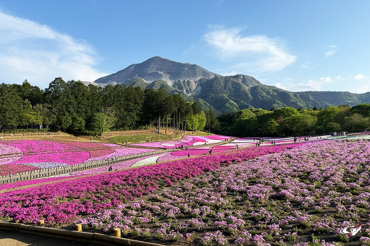 芝桜 各種 確認用 2026年は「芝桜」にしました♡｜Grazio&Co.社長日記2.0