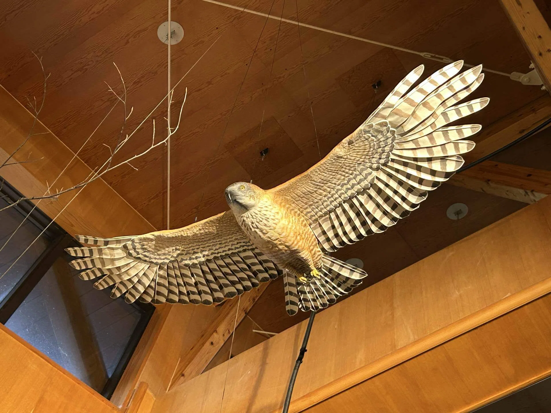 鷹剥製 白神山地世界遺産センター藤里館 剥製のある施設②&野生鳥獣展示のある