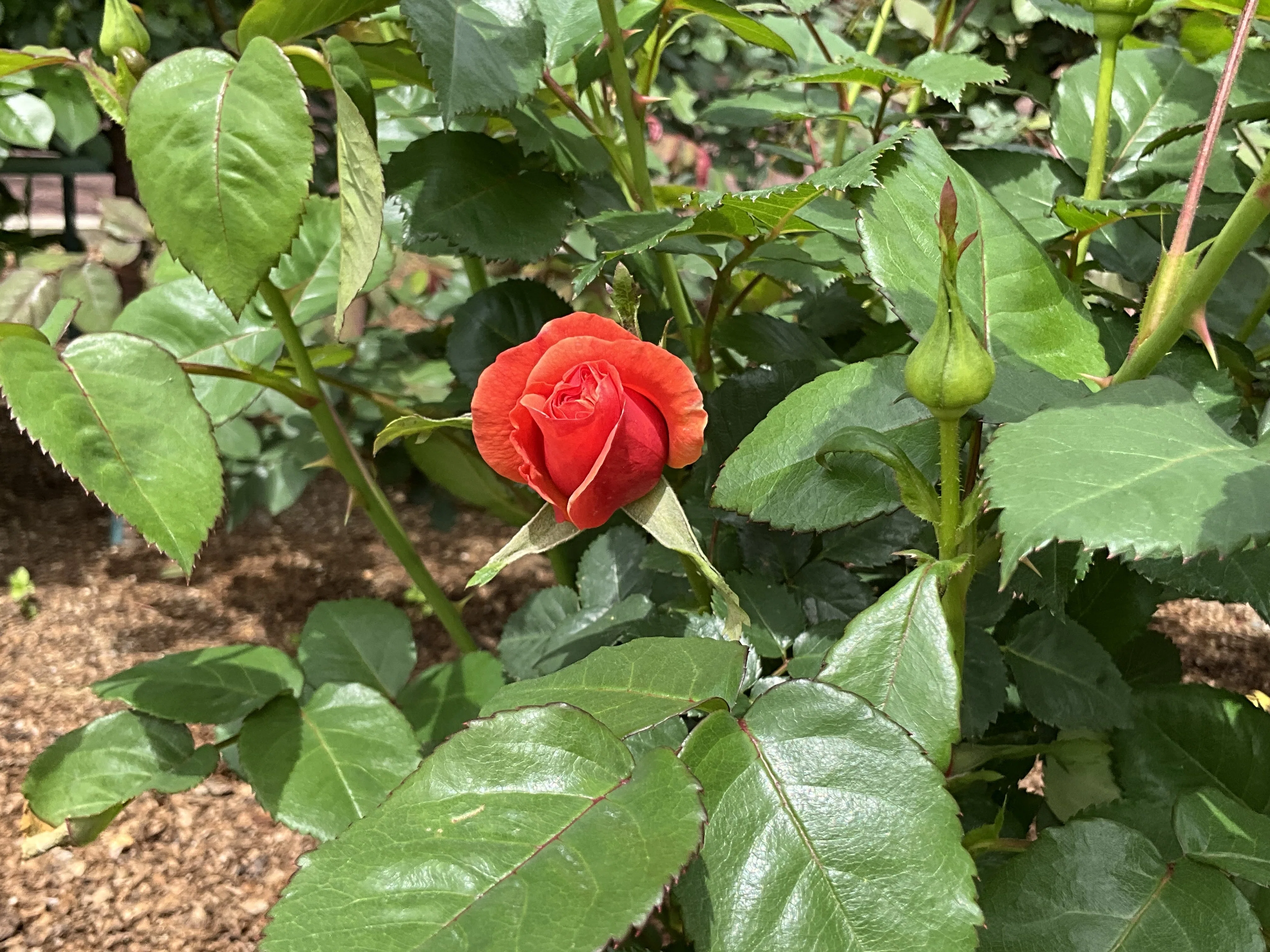イージー・タイムの春一番花（京都府立植物園）：2026年4月21日（火
