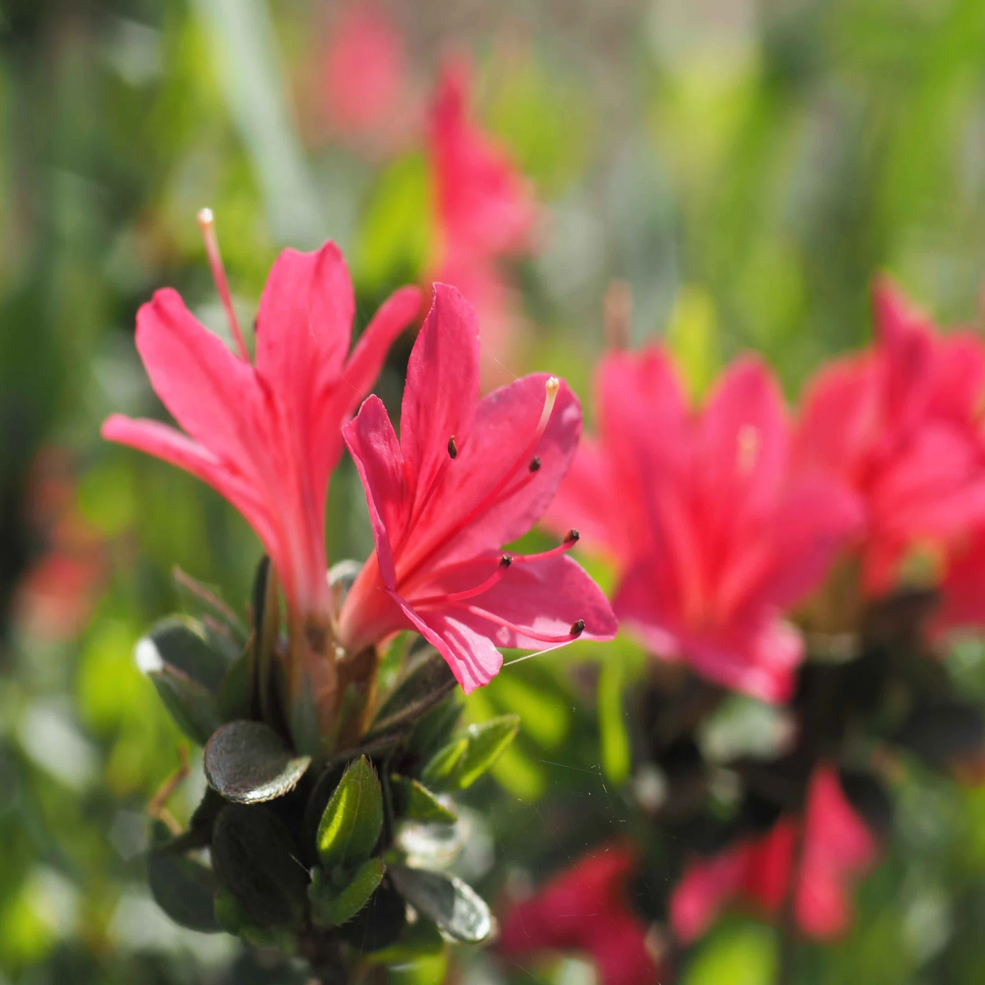 レンズレビュー】COSMICAR / PENTAX YF5028(50mm F2.8 MACRO)｜K2SND
