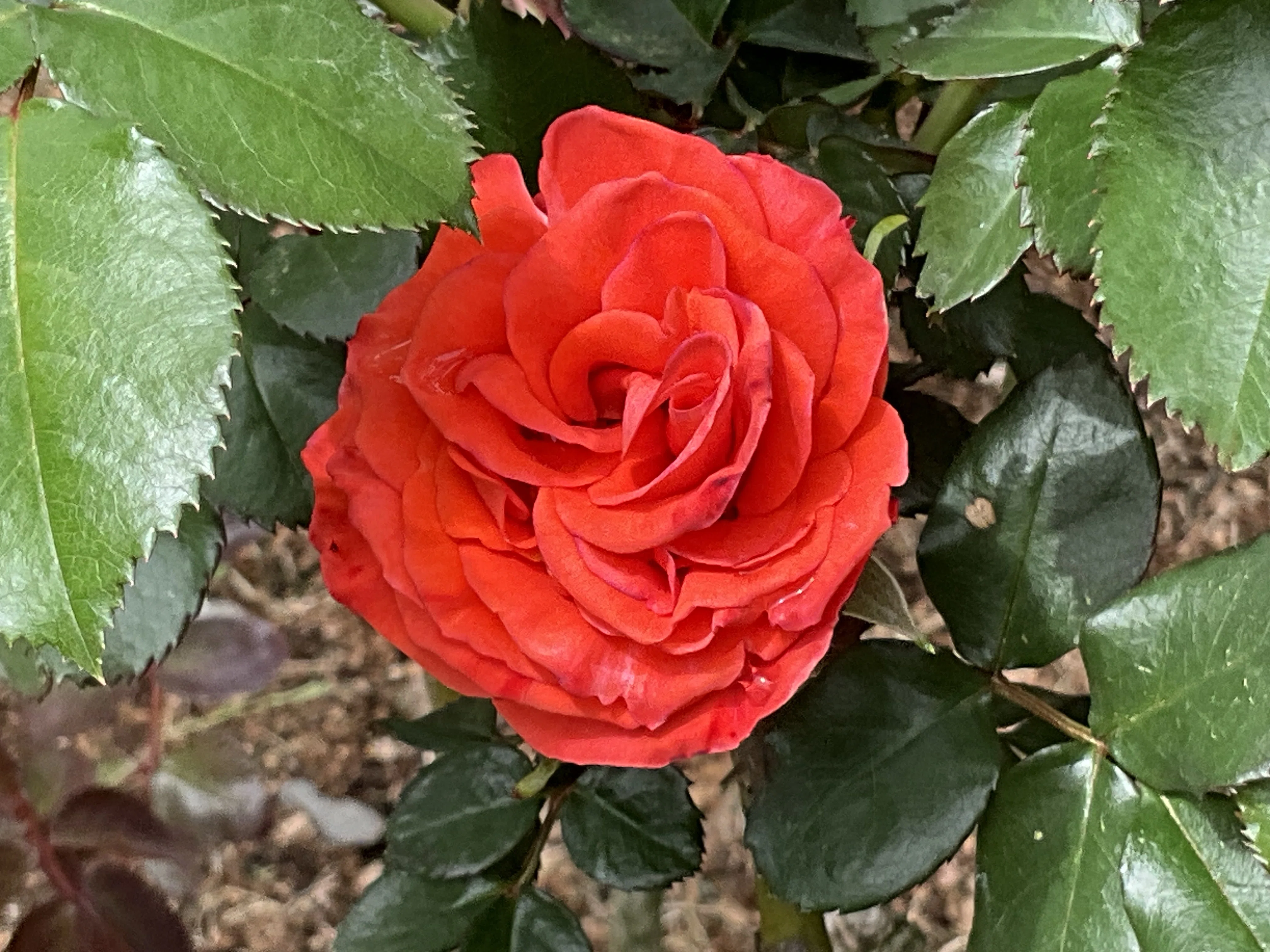 ルスティカーナの春一番花（京都府立植物園）：2026年4月21日（火