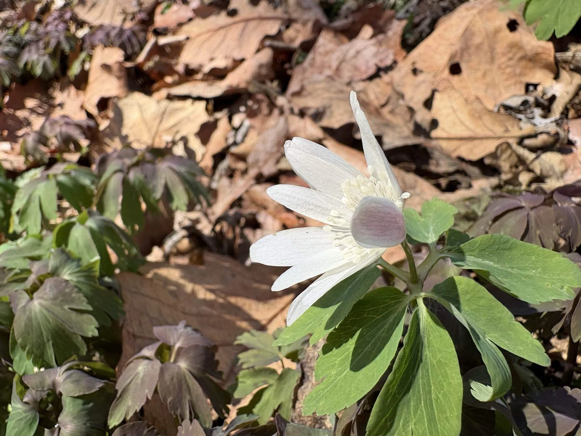 168 春の山野草①｜omochi
