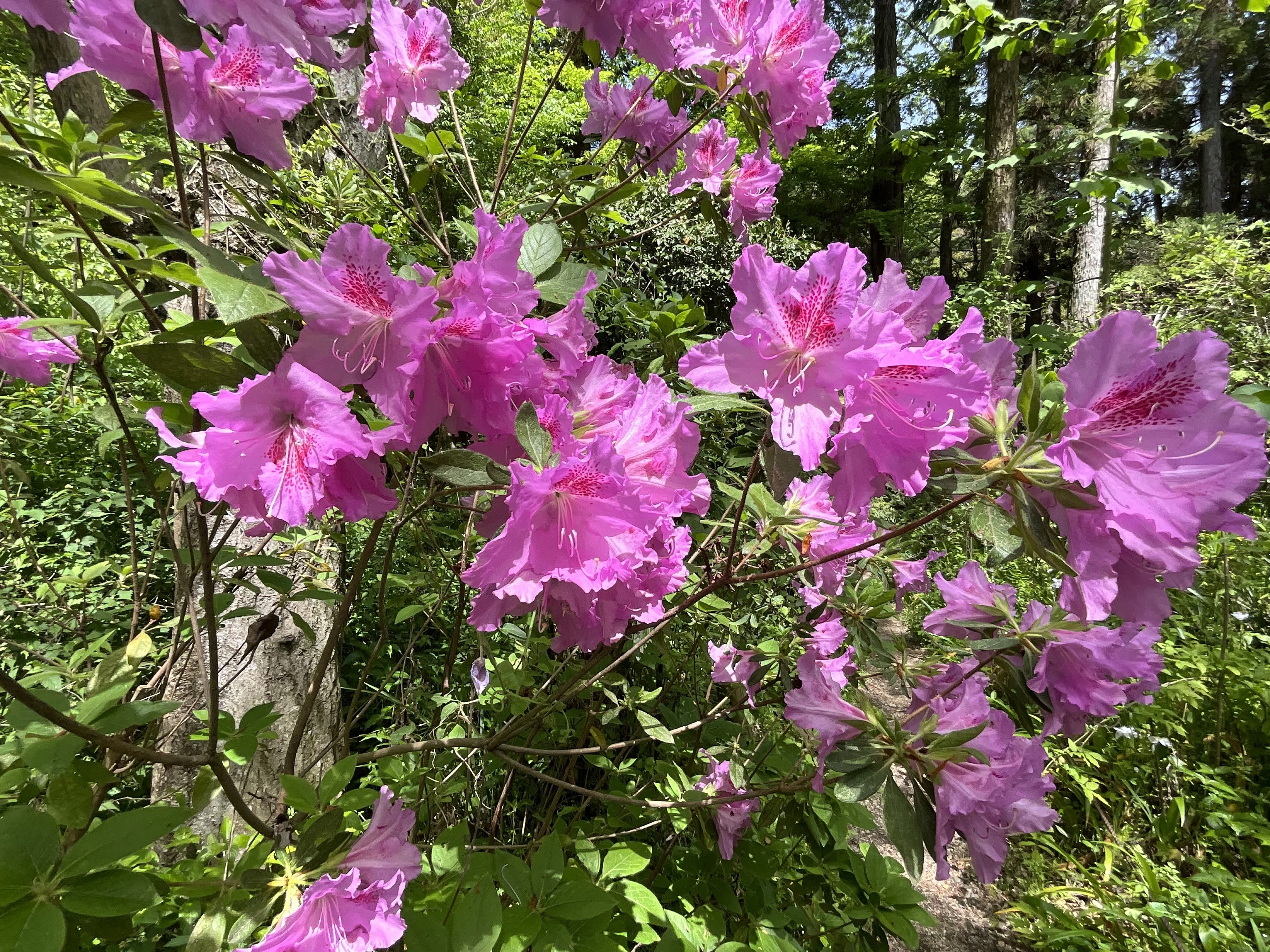 モチツツジ（京都府立植物園）：2026年4月22日（水）｜藤井秀昭