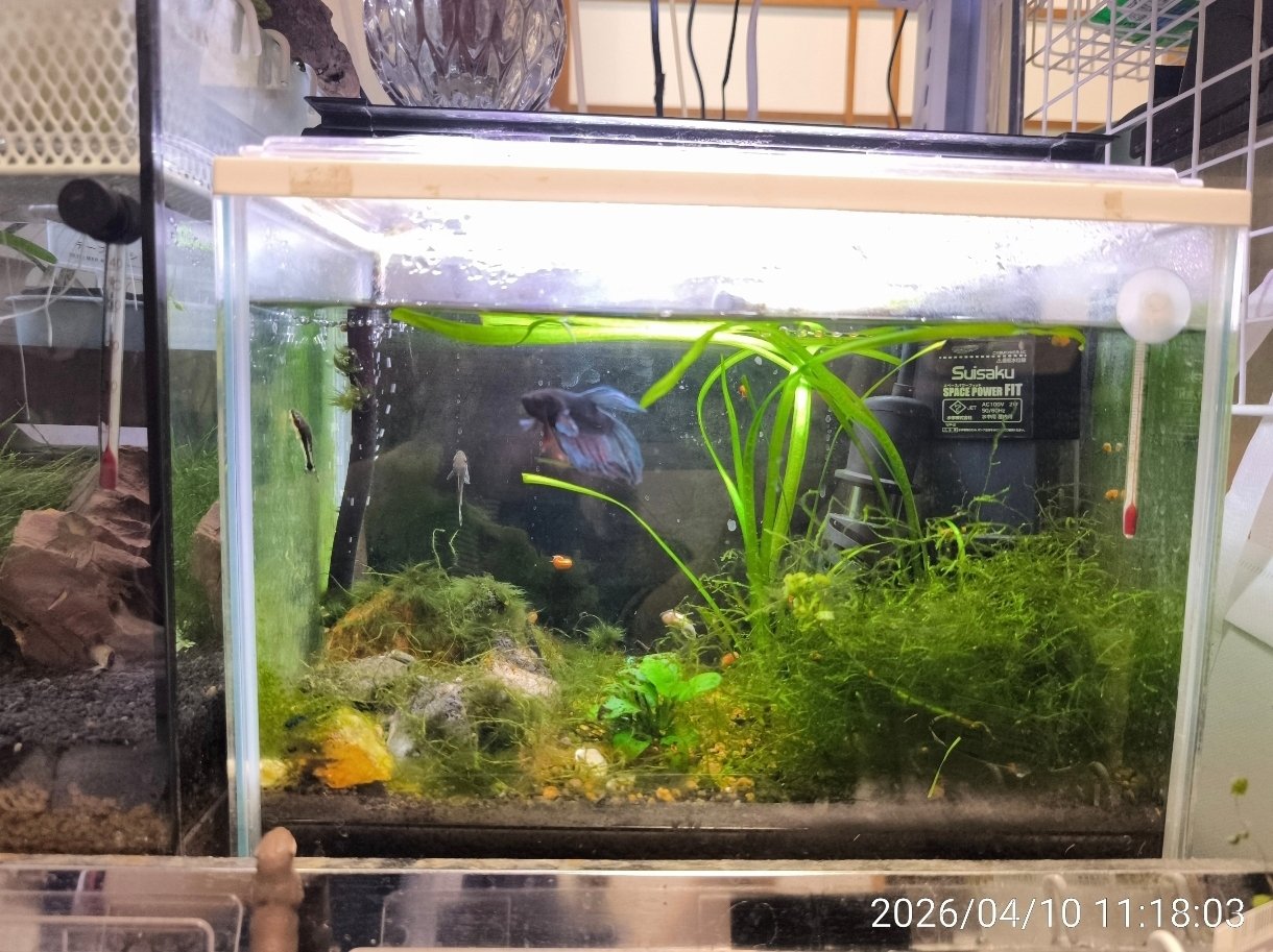 ベタ水槽　水槽ごと 初めてのベタ水槽のセットアップ : r/bettafish