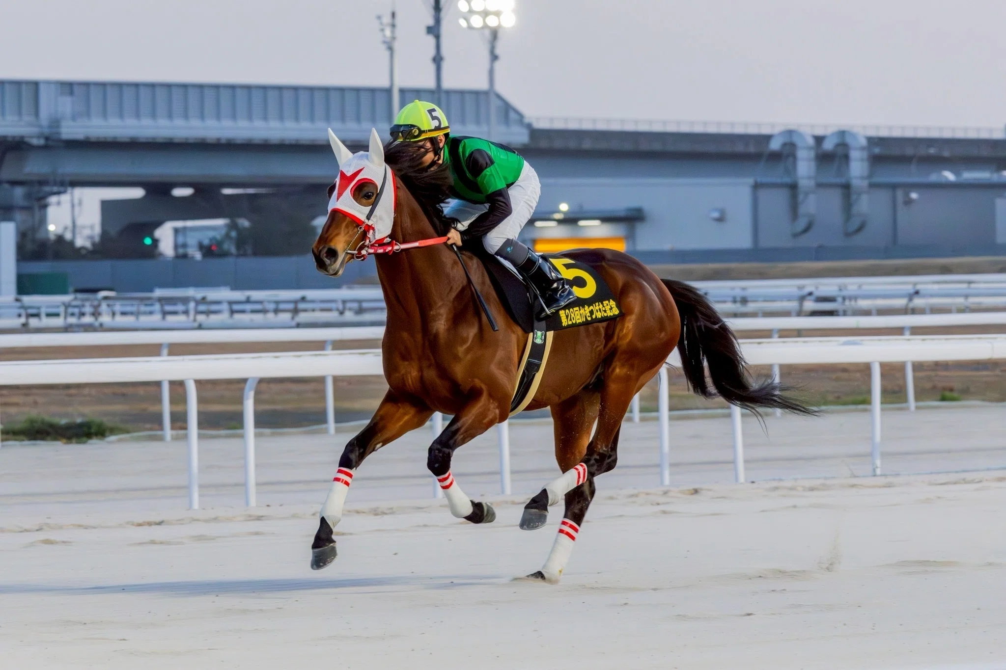 競馬写真集⑤（2026年2月下旬〜3月）｜ななしの緑