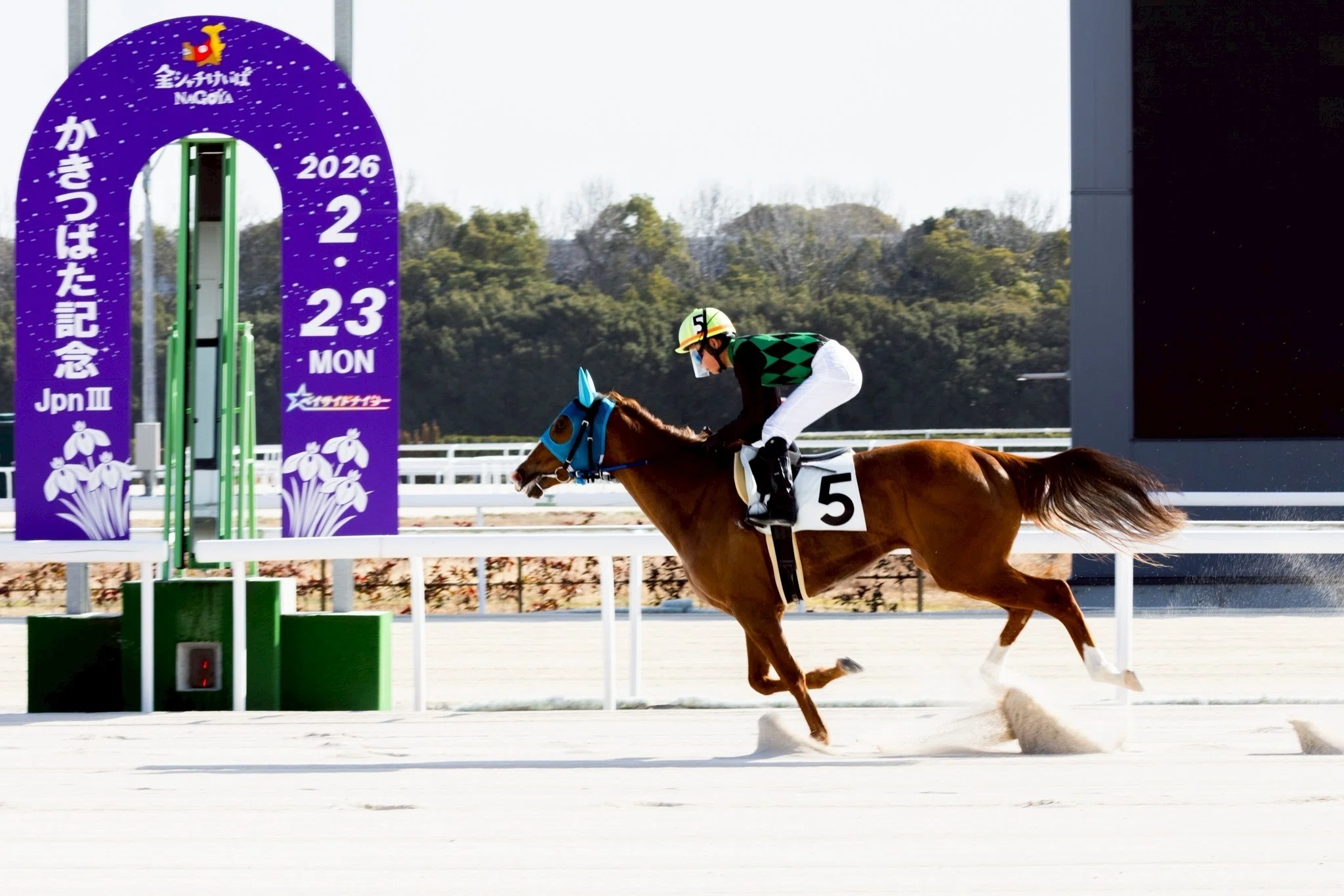 競馬写真集⑤（2026年2月下旬〜3月）｜ななしの緑