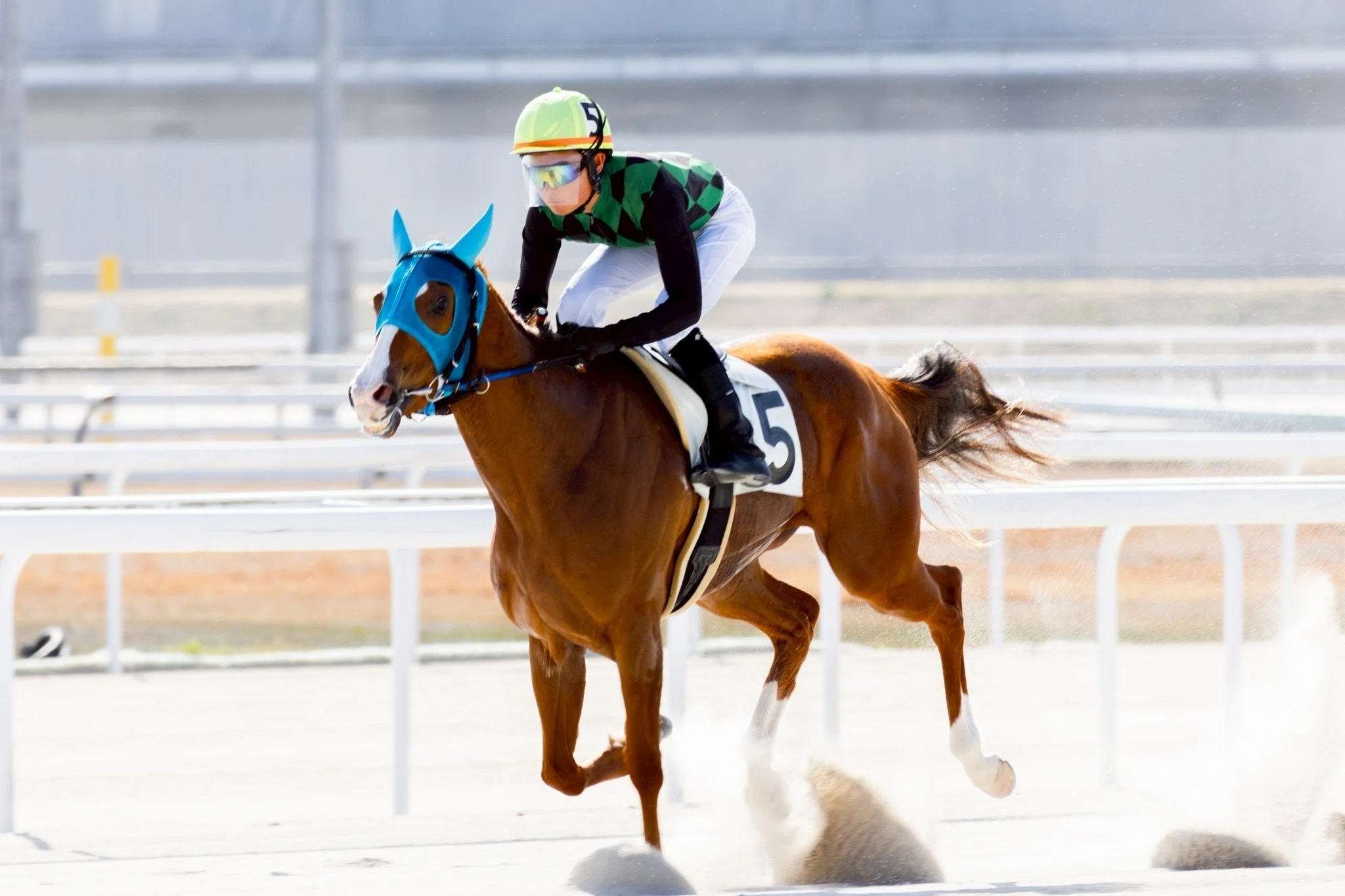 競馬写真集⑤（2026年2月下旬〜3月）｜ななしの緑