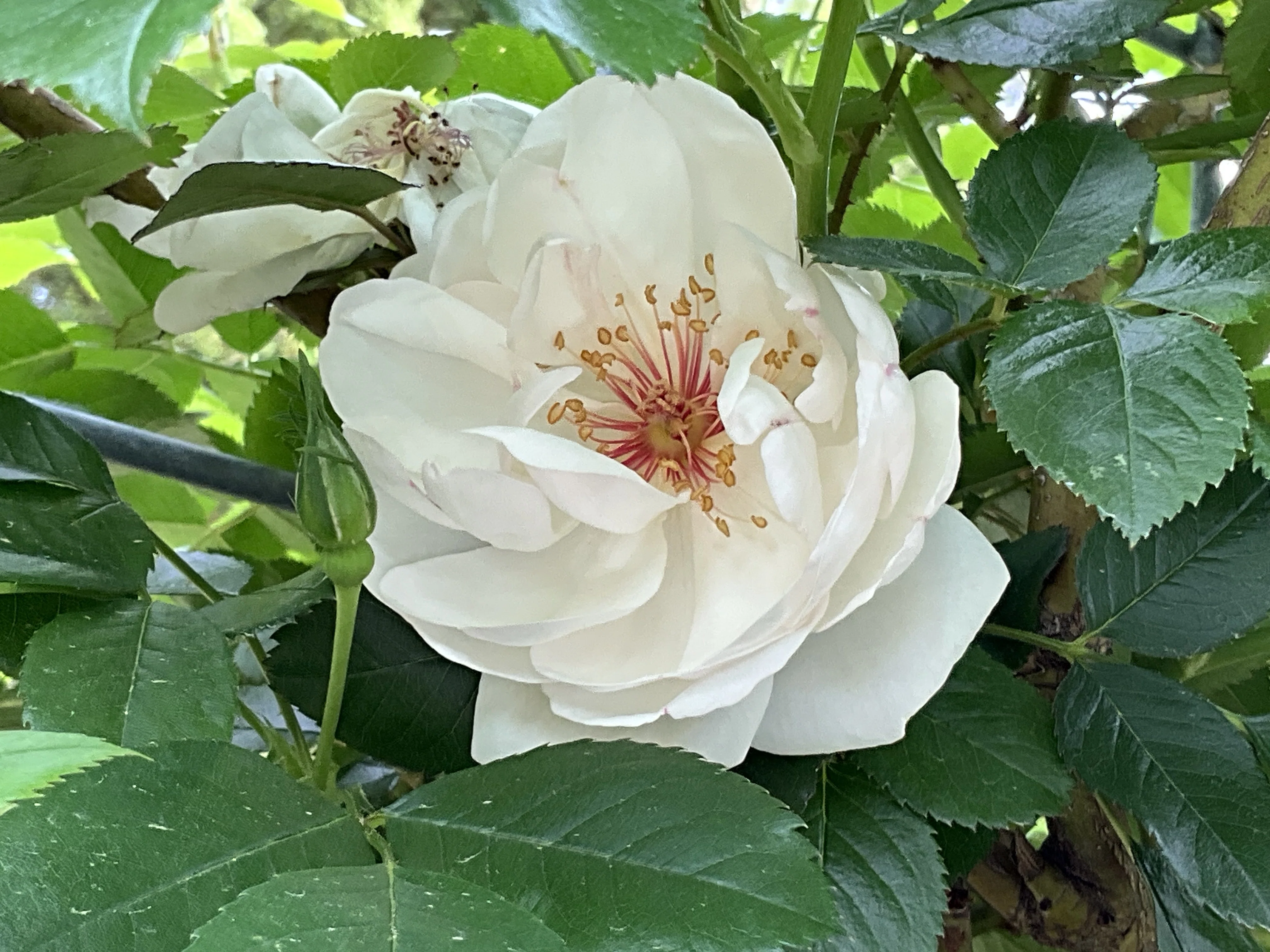 ジャクリーヌ・デュ・プレの春一番花（京都府立植物園）：2026年4月22