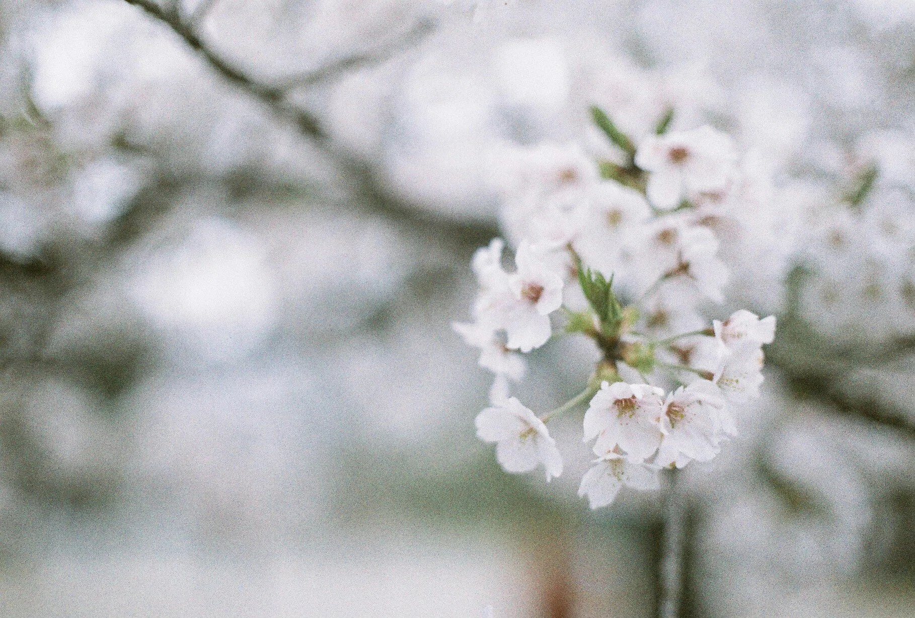 珍フィルムスナップ：LomoChrome Color '92（神奈川・小田原