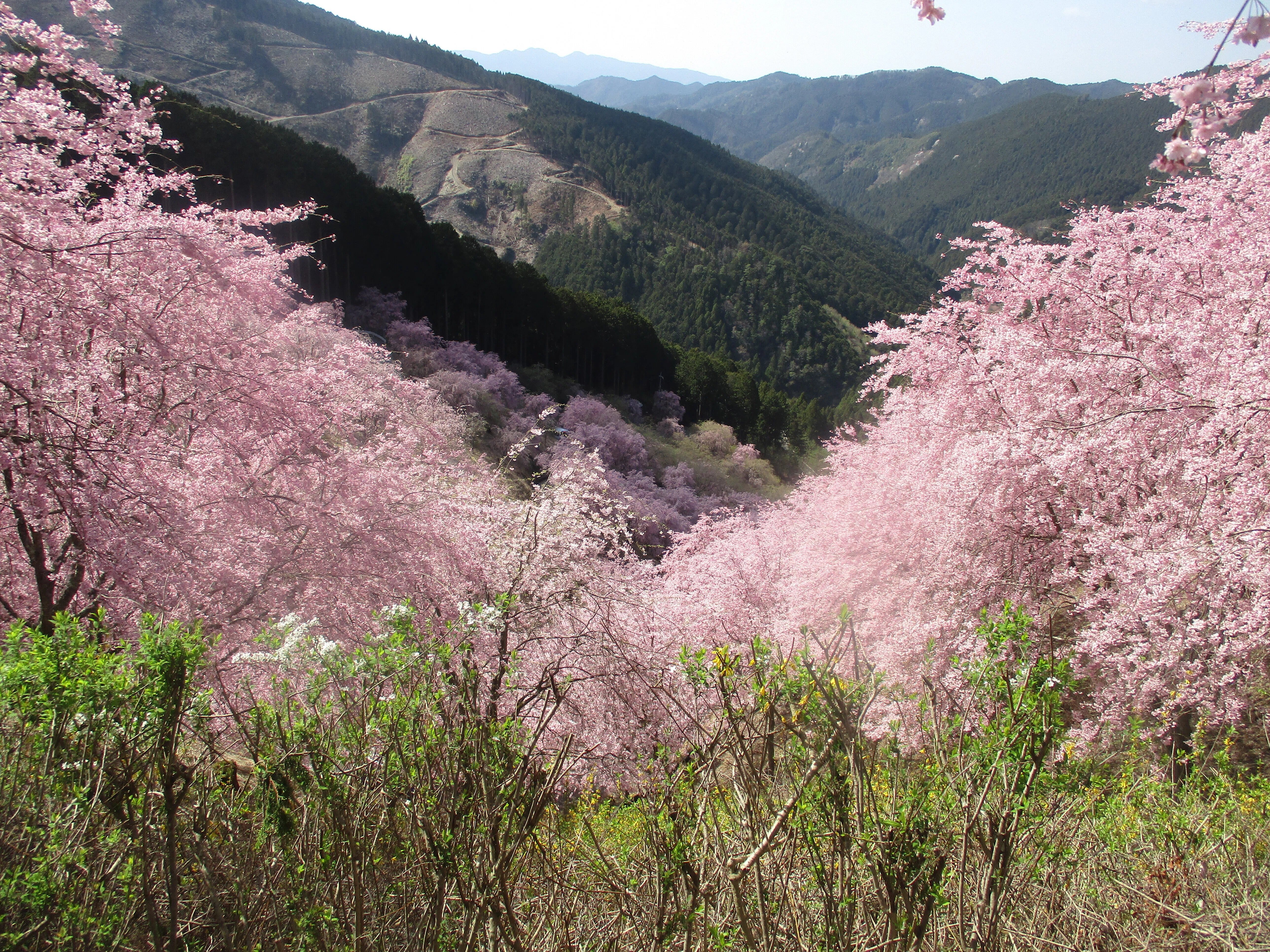高見の郷」花見＆散策録【奈良県・東吉野村】｜GEnKU