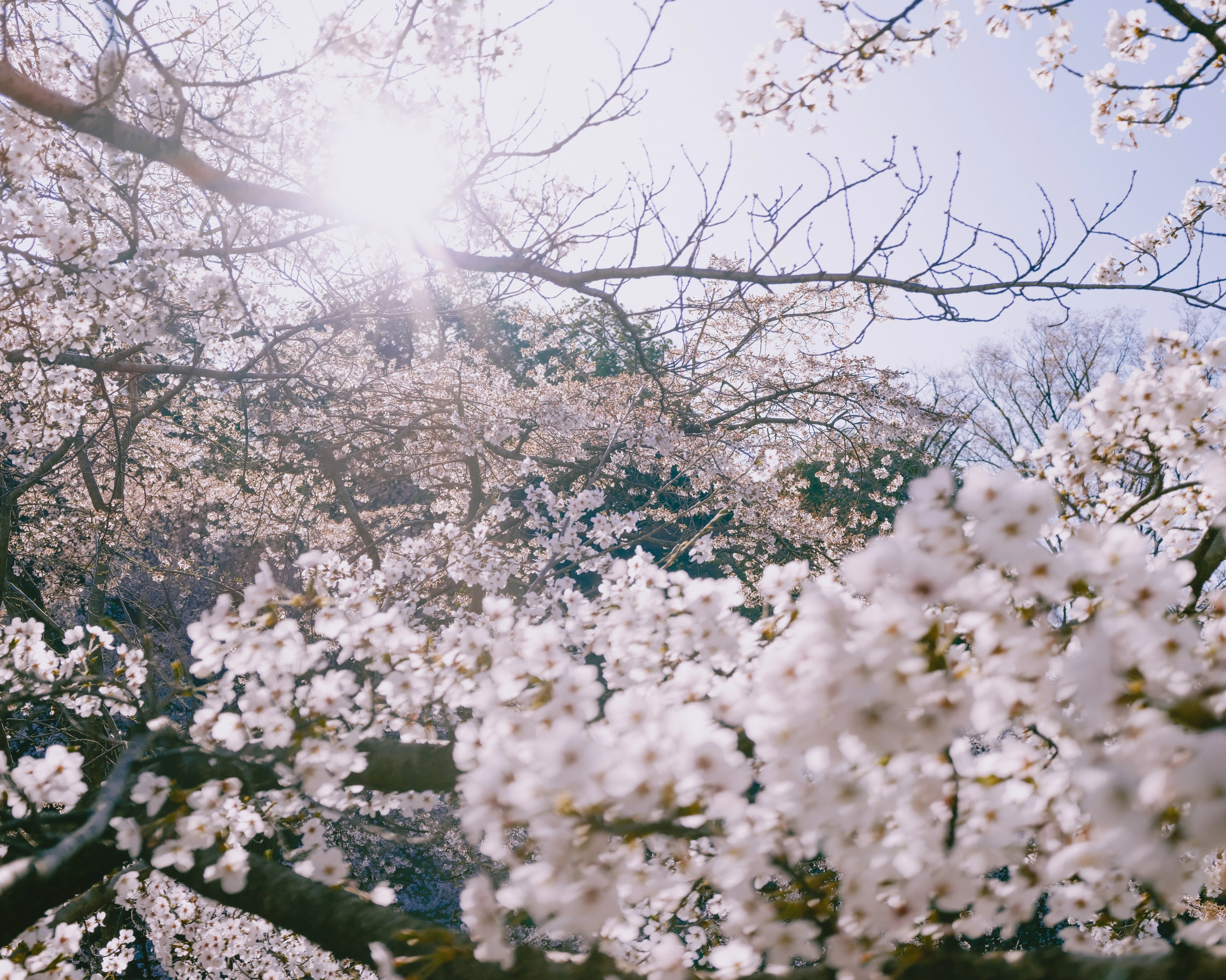 桜」 SAKURA ／ 私の写真｜くらそん（田中海月）