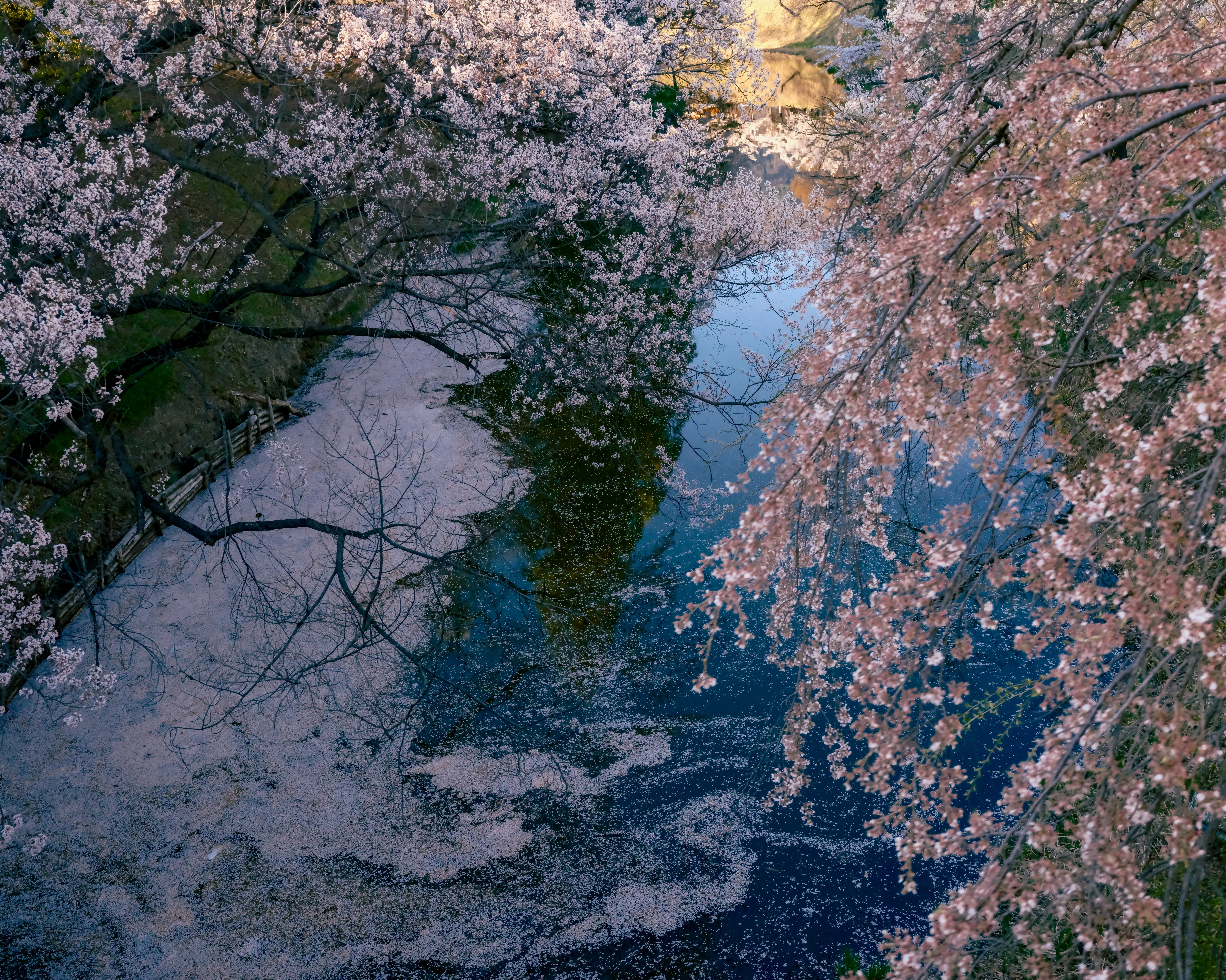 桜」 SAKURA ／ 私の写真｜くらそん（田中海月）
