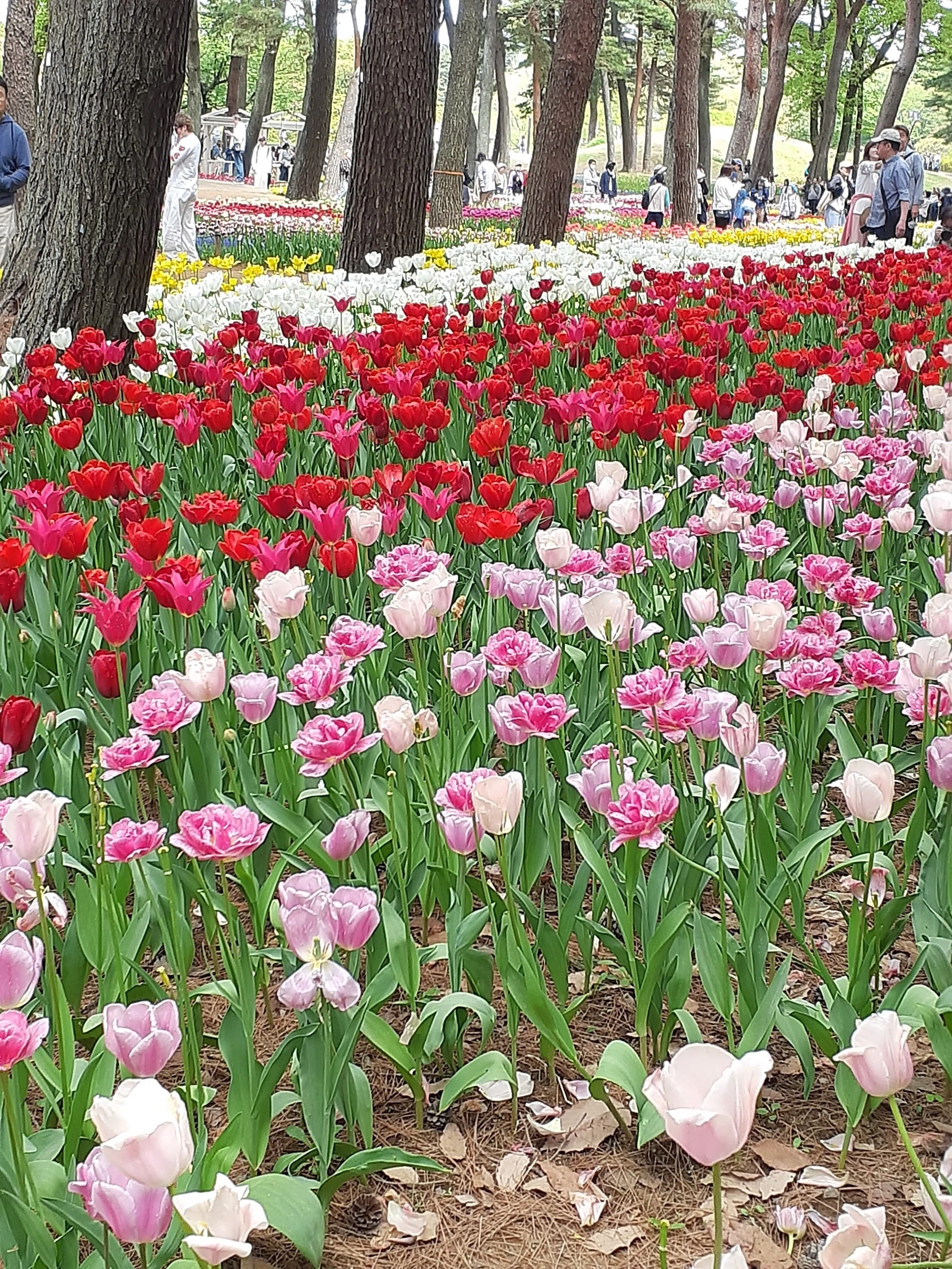 チューリップ 国営ひたち海浜公園｜merumama