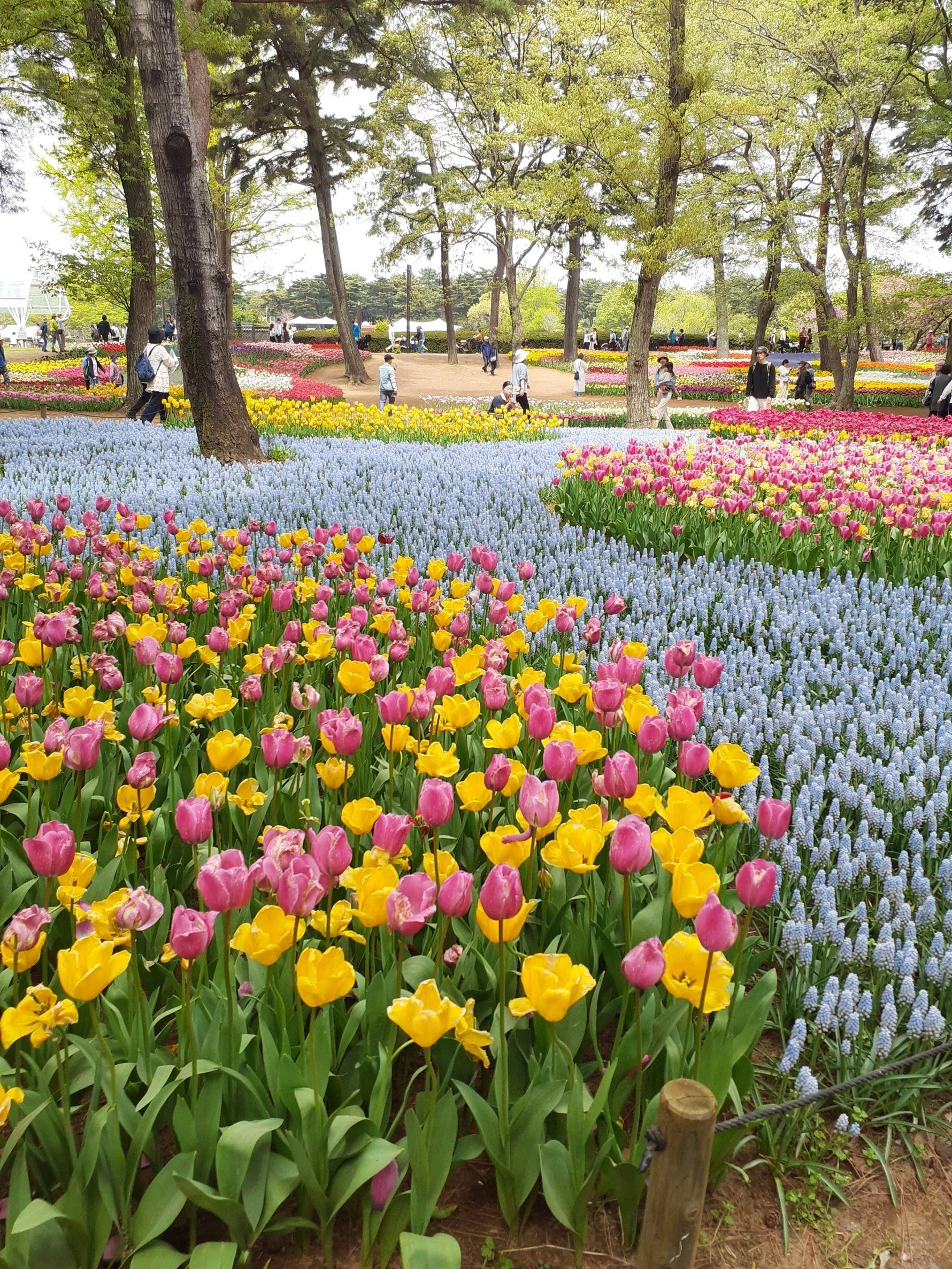 チューリップ 国営ひたち海浜公園｜merumama