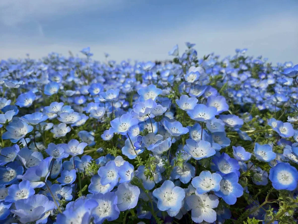 青の景色｜天音