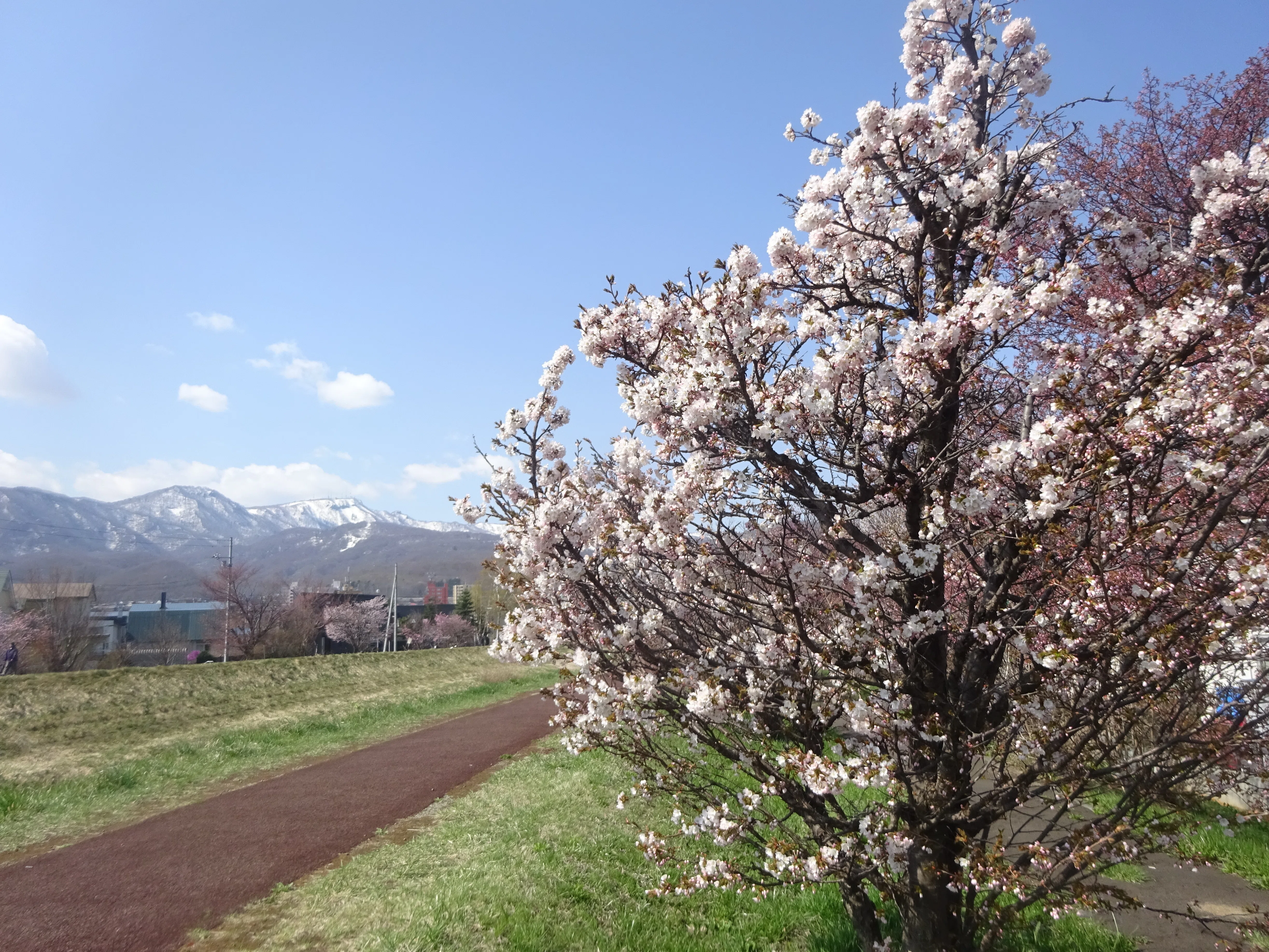 北海道さっぽろ観光案内所：桜だより 札幌市手稲区編①🌸(2026.4.19