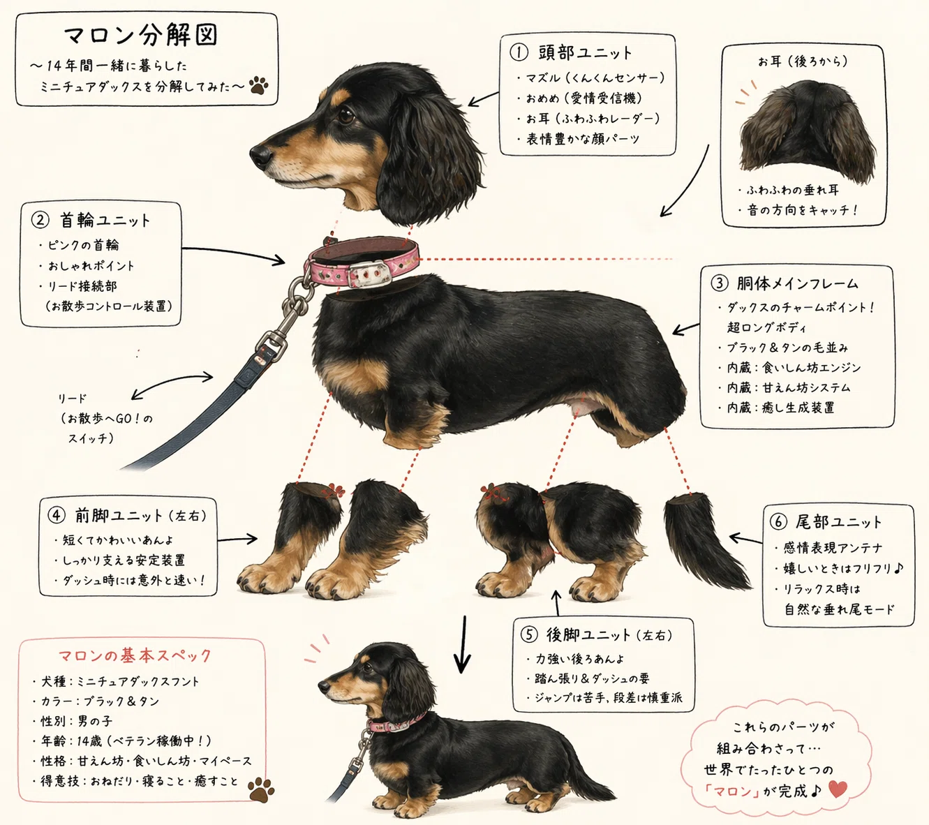 ミニチュアダックス 『マロン分解図』｜tio /てぃお。