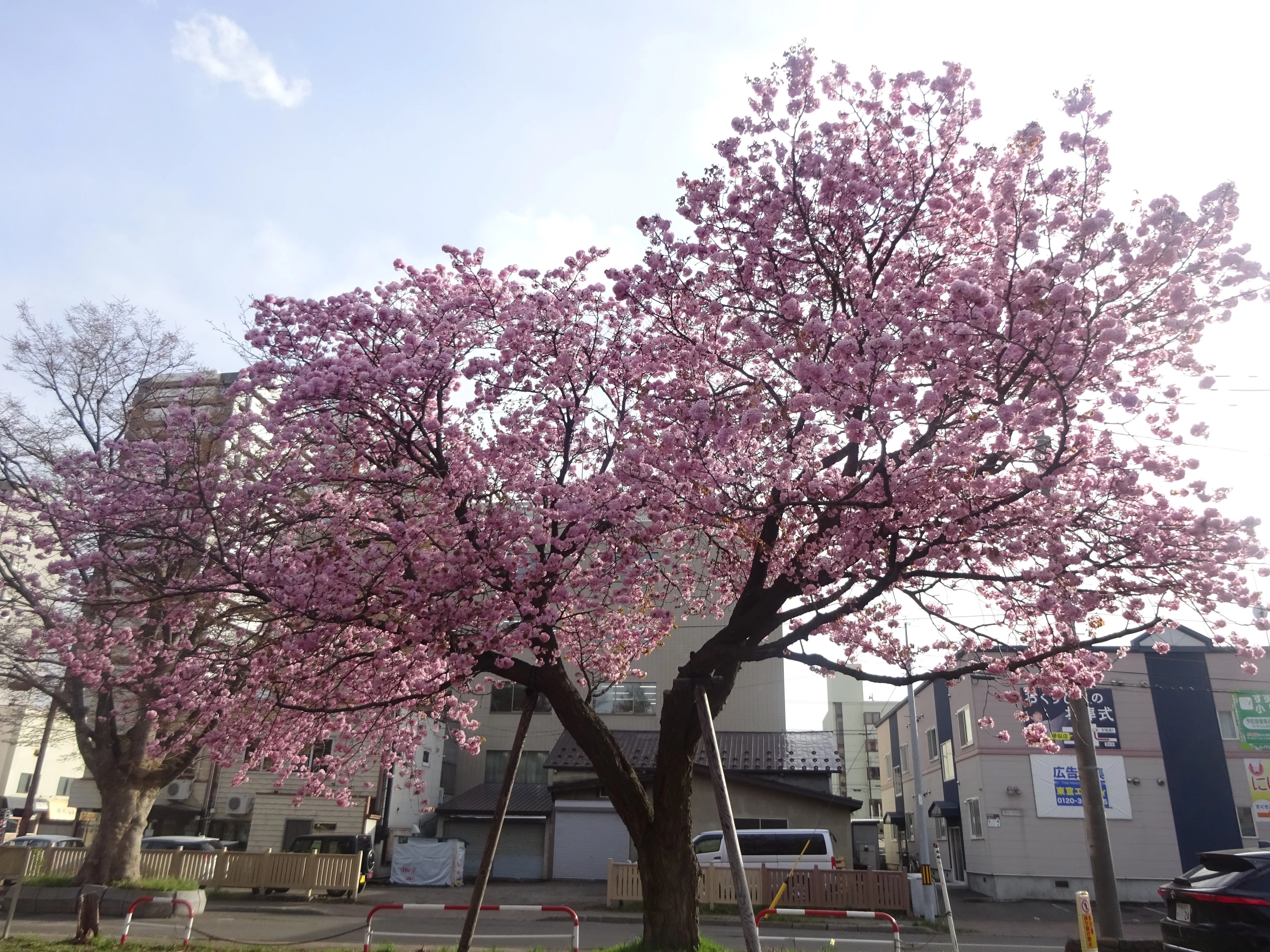 北海道さっぽろ観光案内所：桜だより 札幌市西区編🌸(2026.4.21
