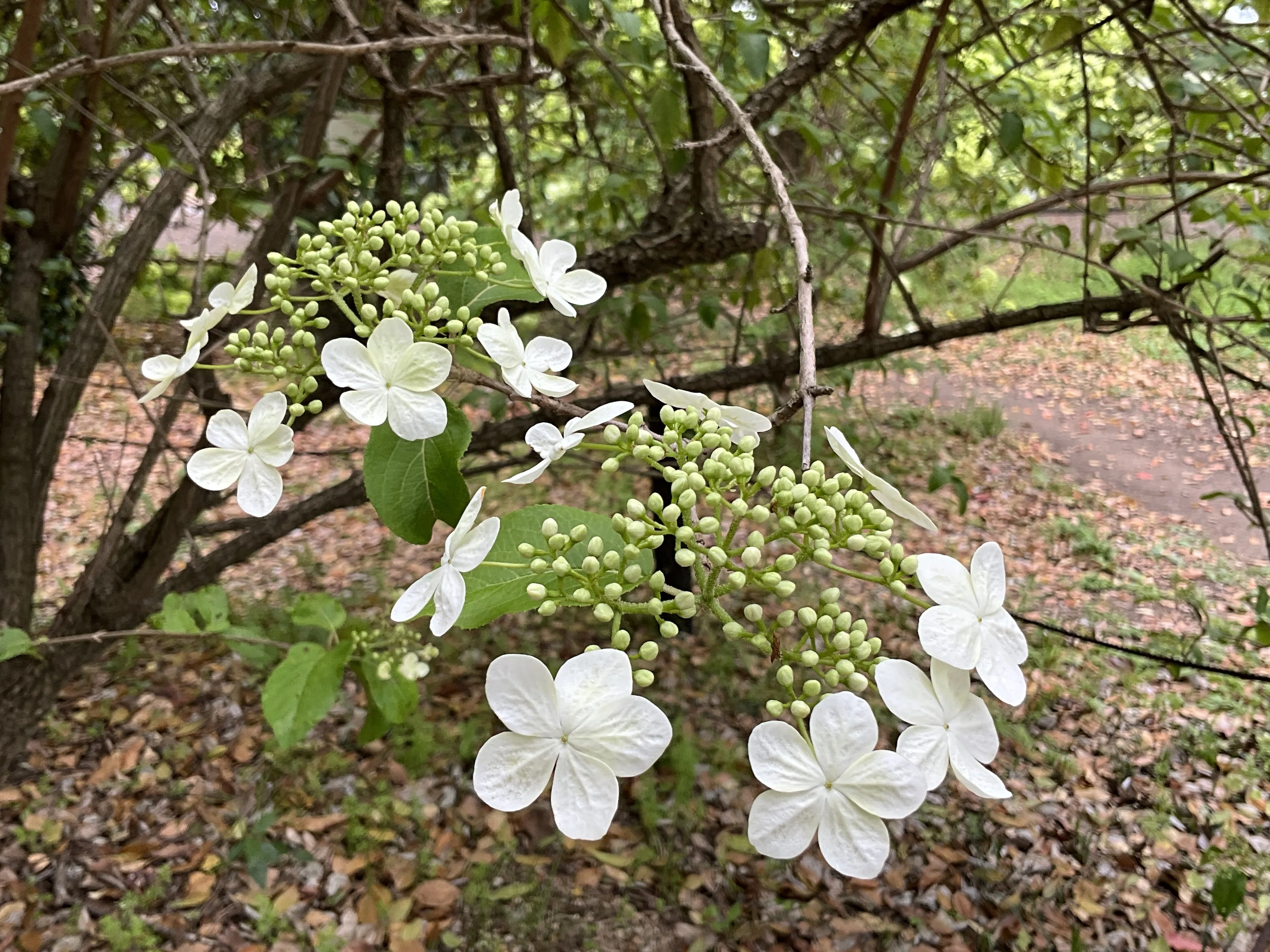ケイカ（瓊花）（京都府立植物園）：2026年4月22日（水）｜藤井秀昭