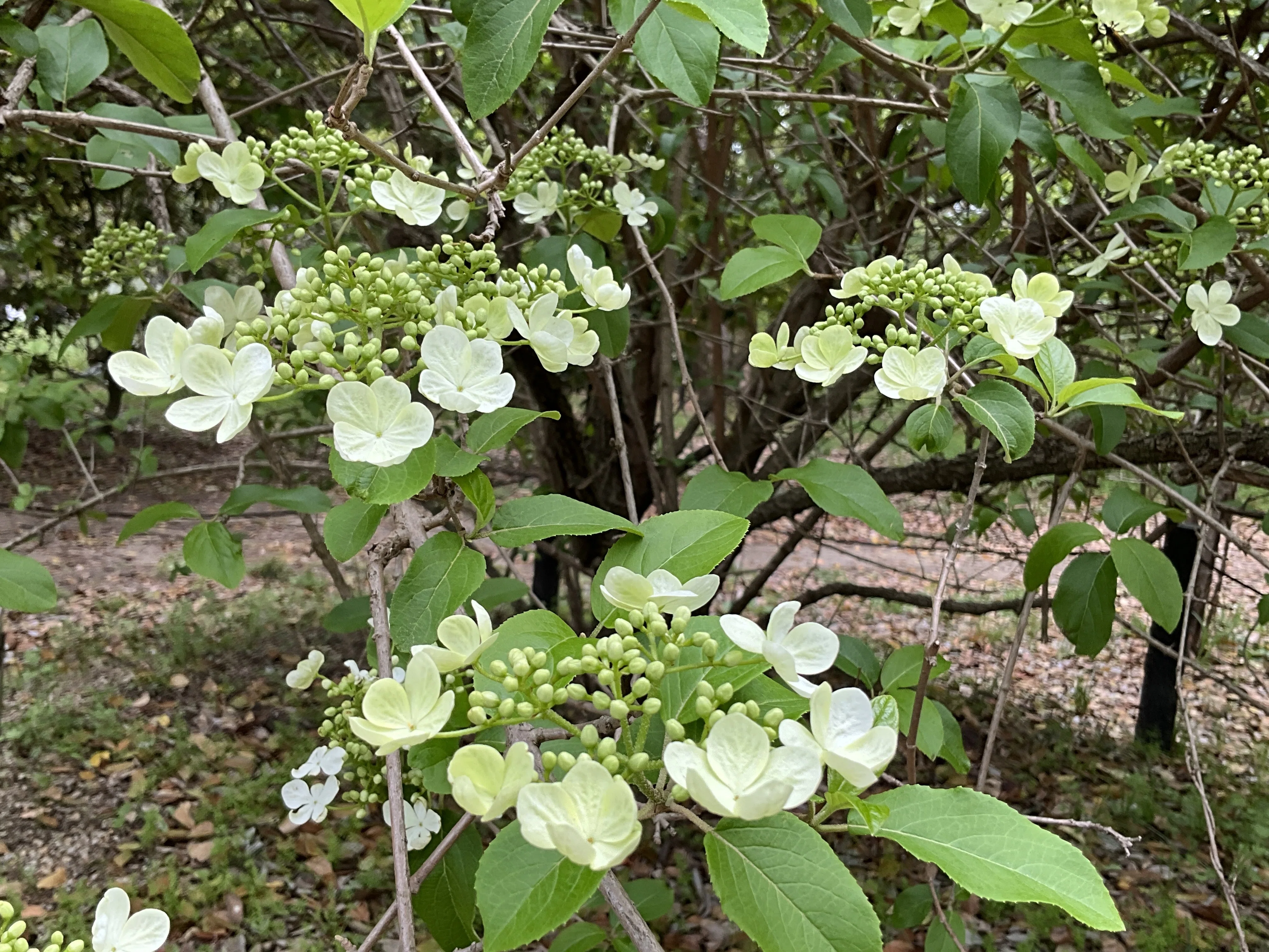 ケイカ（瓊花）（京都府立植物園）：2026年4月22日（水）｜藤井秀昭