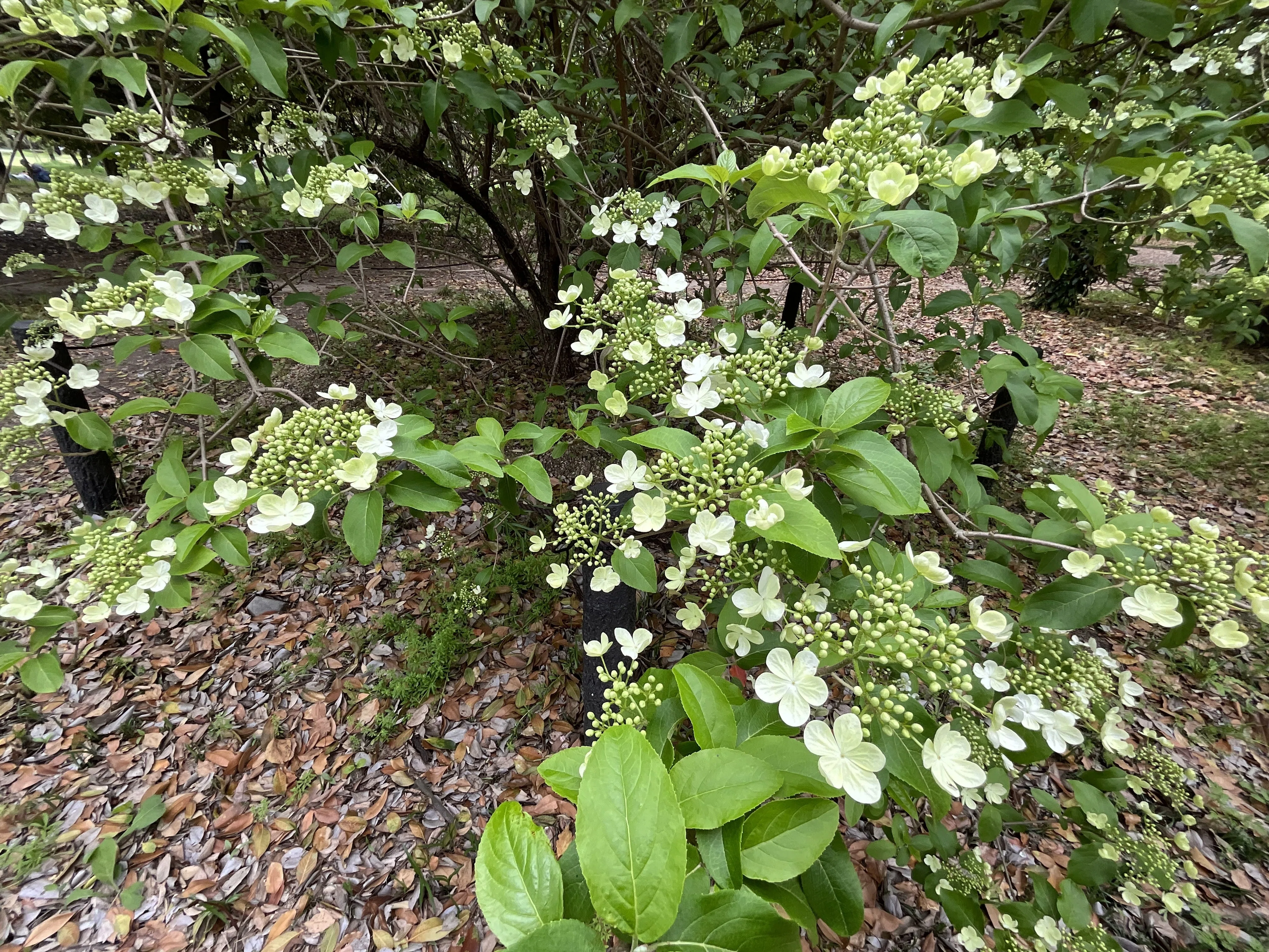 【花入17】萩2  カイラギ　角口　小松健　高さ23.5㎝ ショウキウツギ - 日光植物園 - Kolkwitzia amabilis