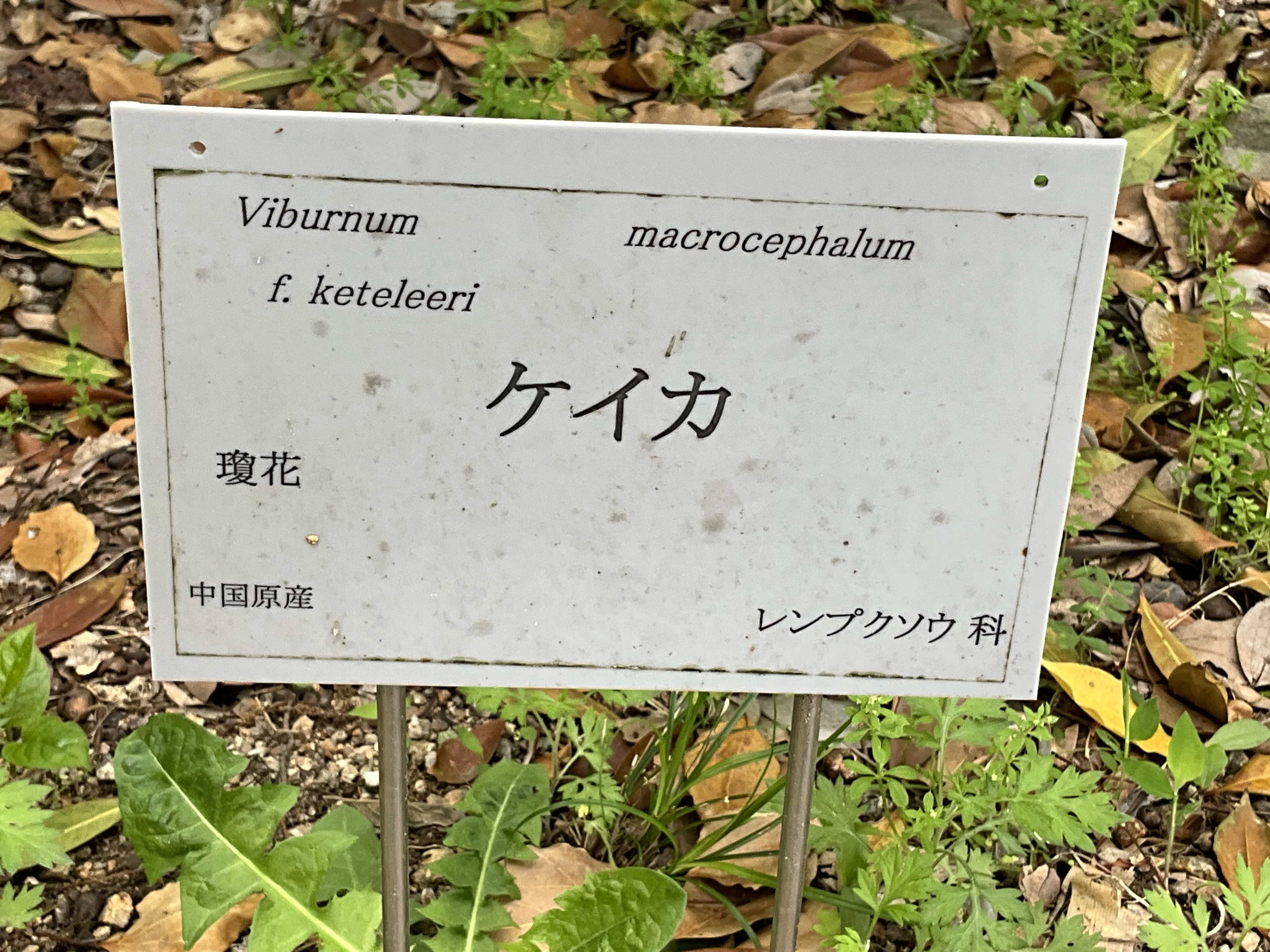 ケイカ（瓊花）（京都府立植物園）：2026年4月22日（水）｜藤井秀昭