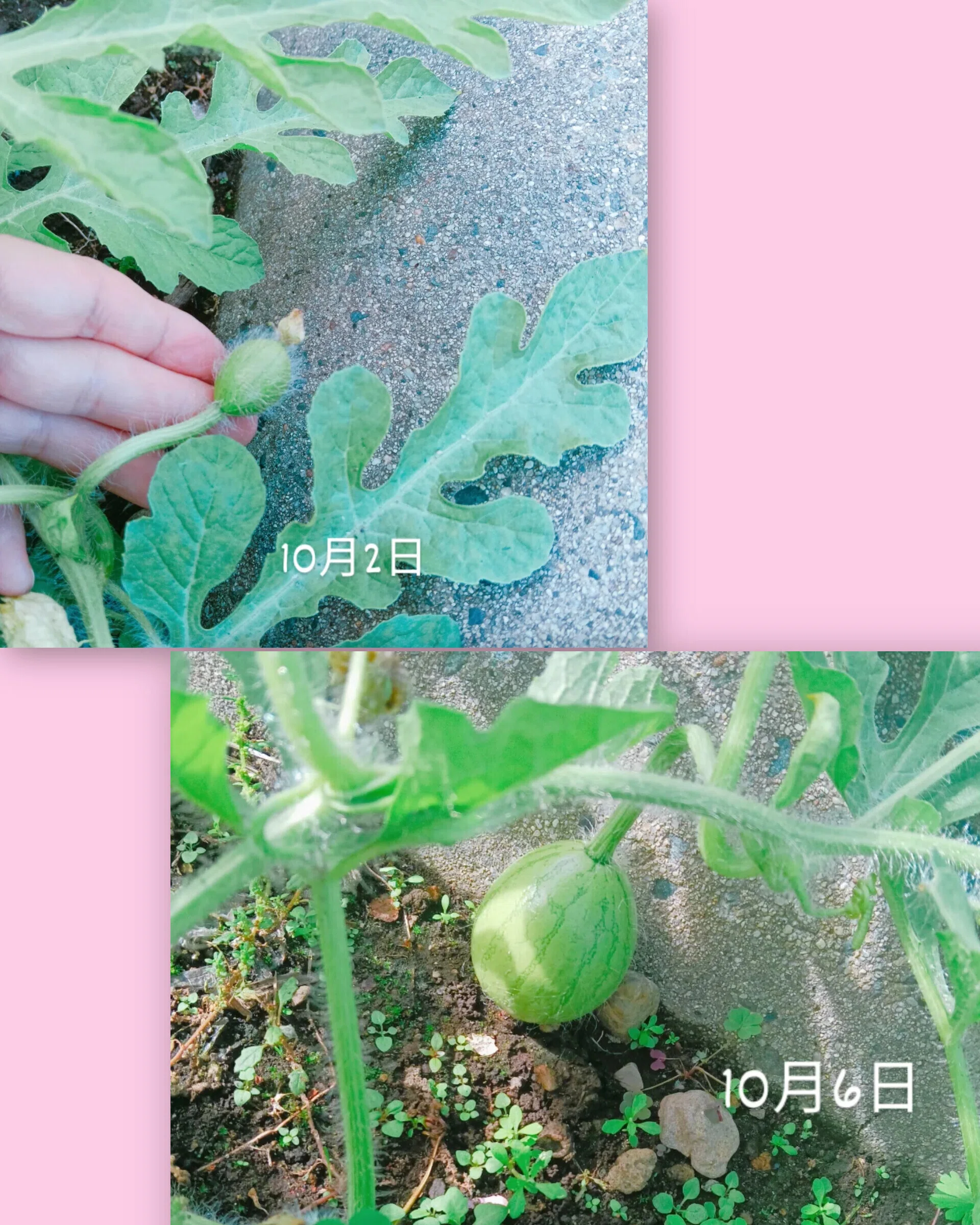 スイカちゃん🍉〜小さな家庭的な塾だからできること〜｜けいこMJ日記