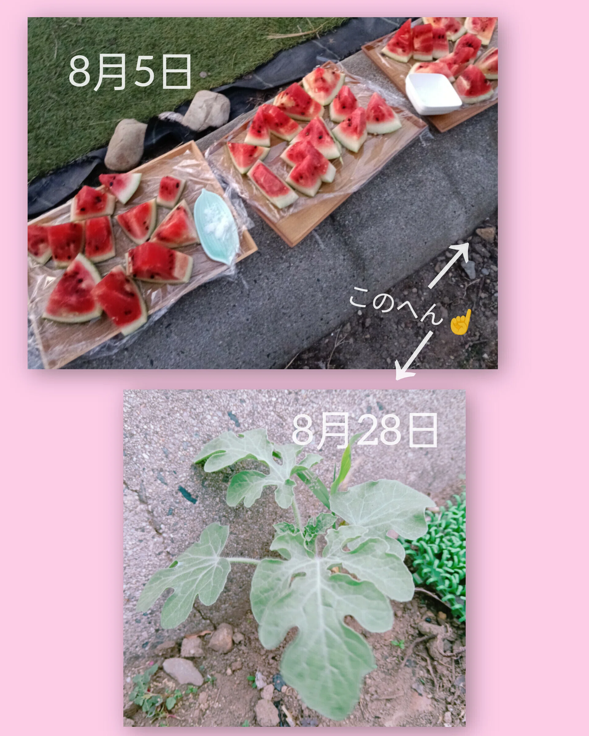スイカちゃん🍉〜小さな家庭的な塾だからできること〜｜けいこMJ日記