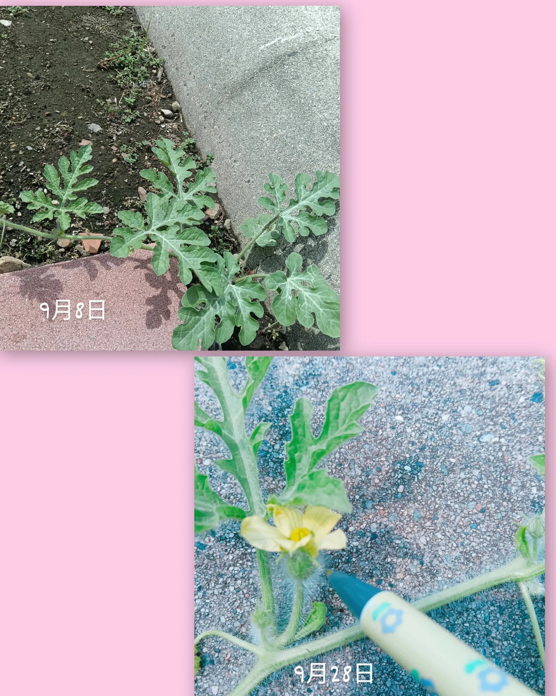 スイカちゃん🍉〜小さな家庭的な塾だからできること〜｜けいこMJ日記