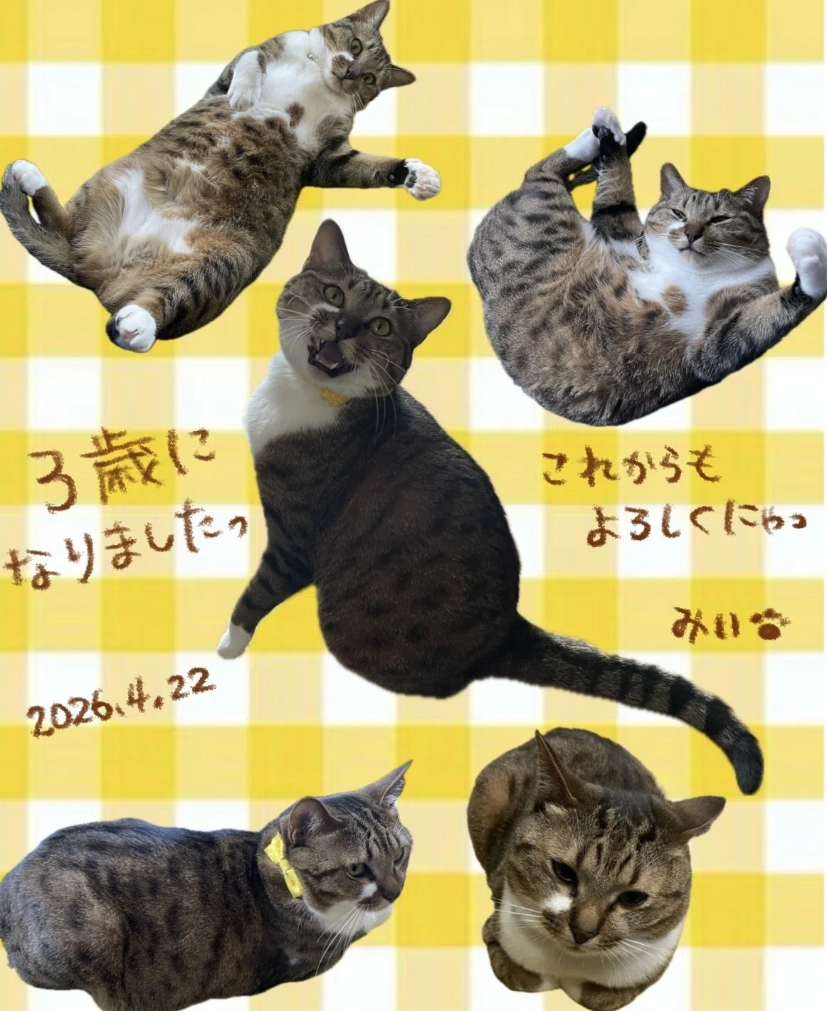 みぃちゃん3歳お誕生日🎂｜hitomi