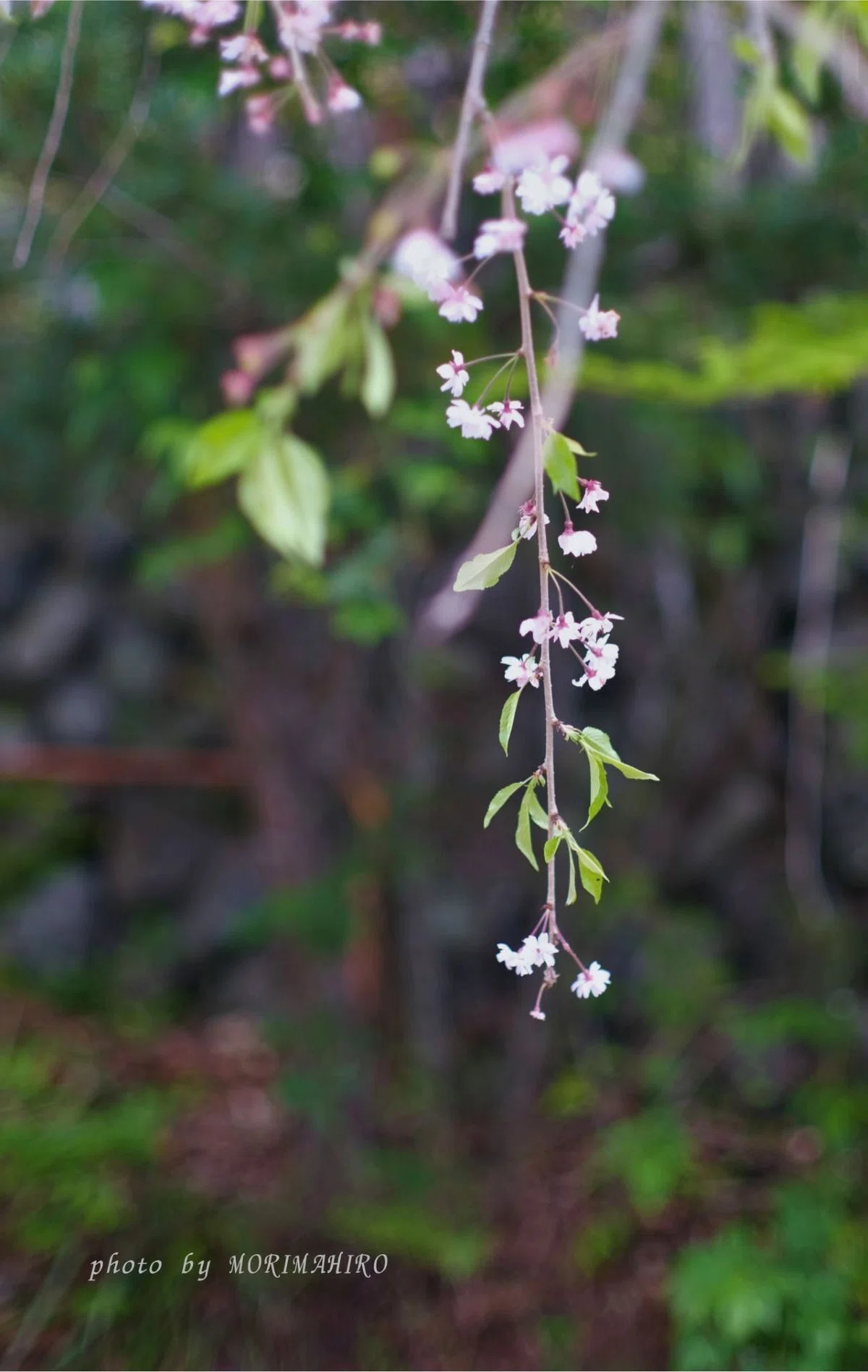 残花 枝垂れ桜