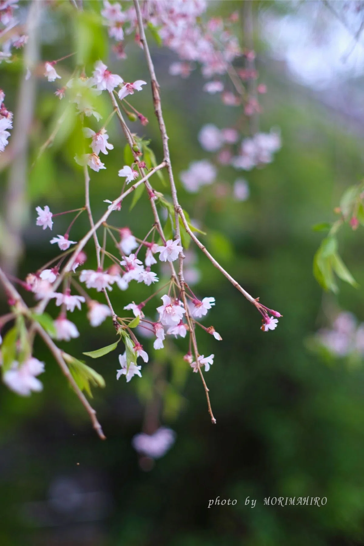 残花 枝垂れ桜
