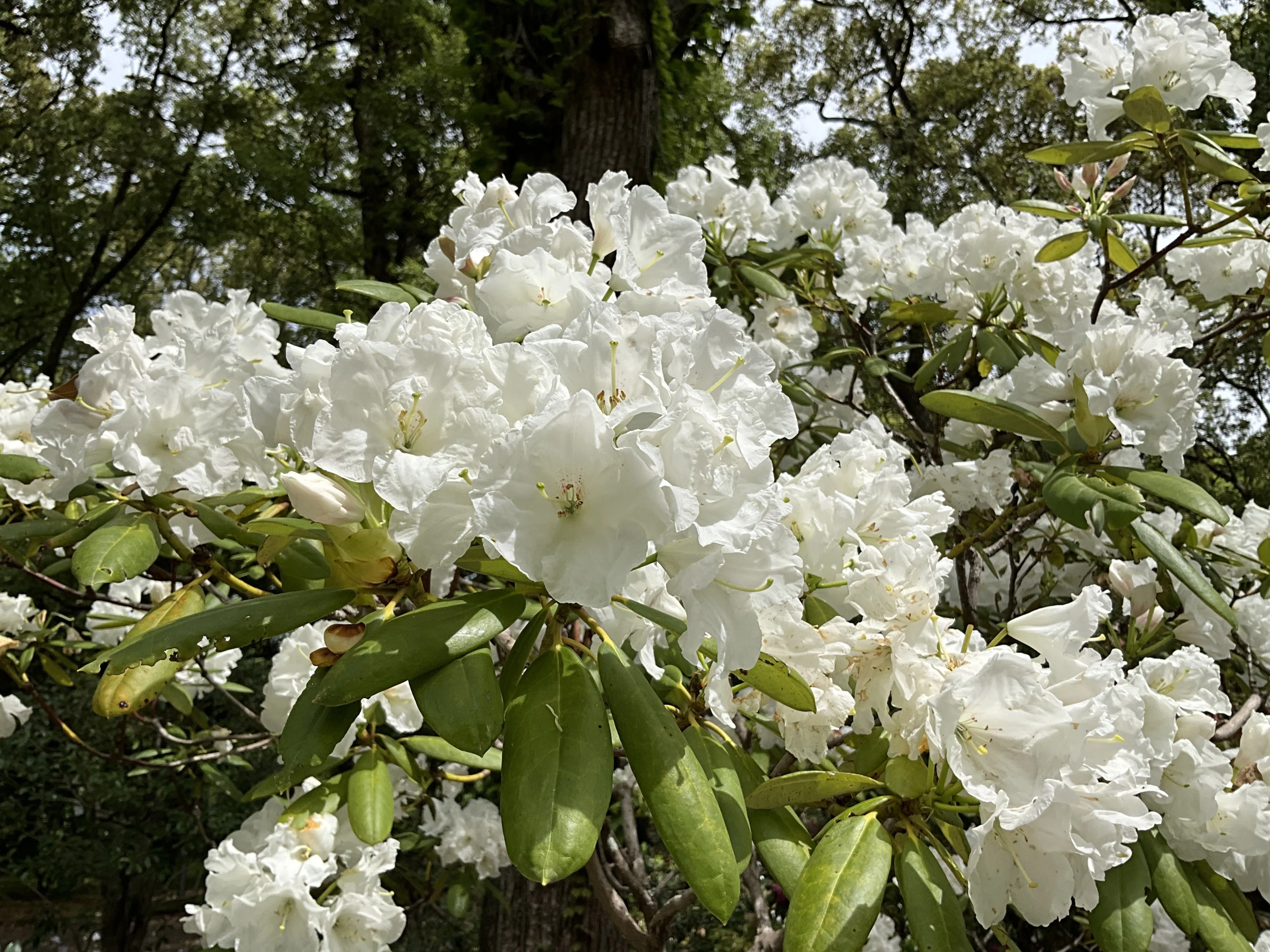シャクナゲの平野白（京都府立植物園）：2026年4月22日（水）｜藤井