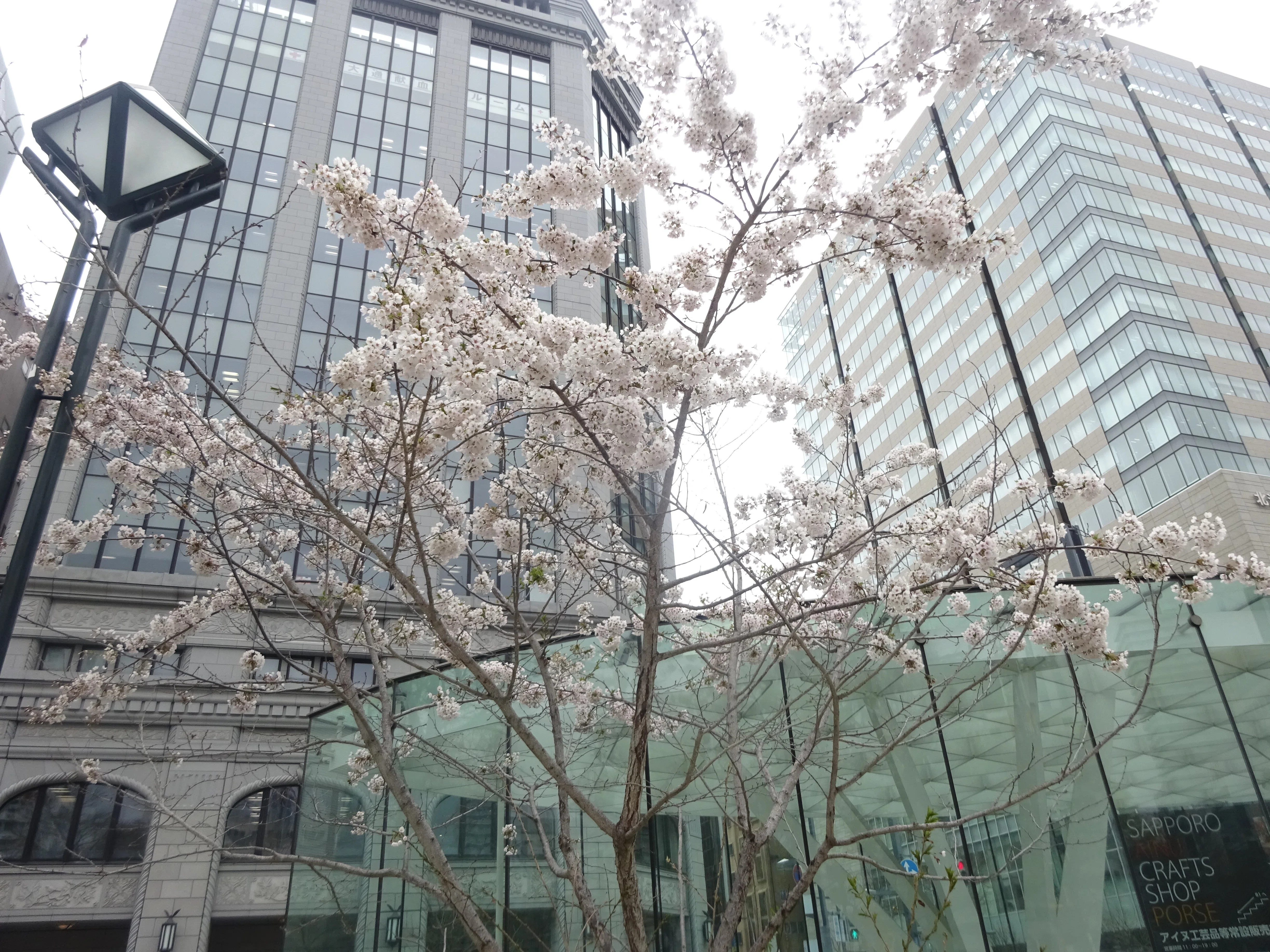 北海道さっぽろ観光案内所：桜だより 地下鉄東西線で行ける札幌市内桜
