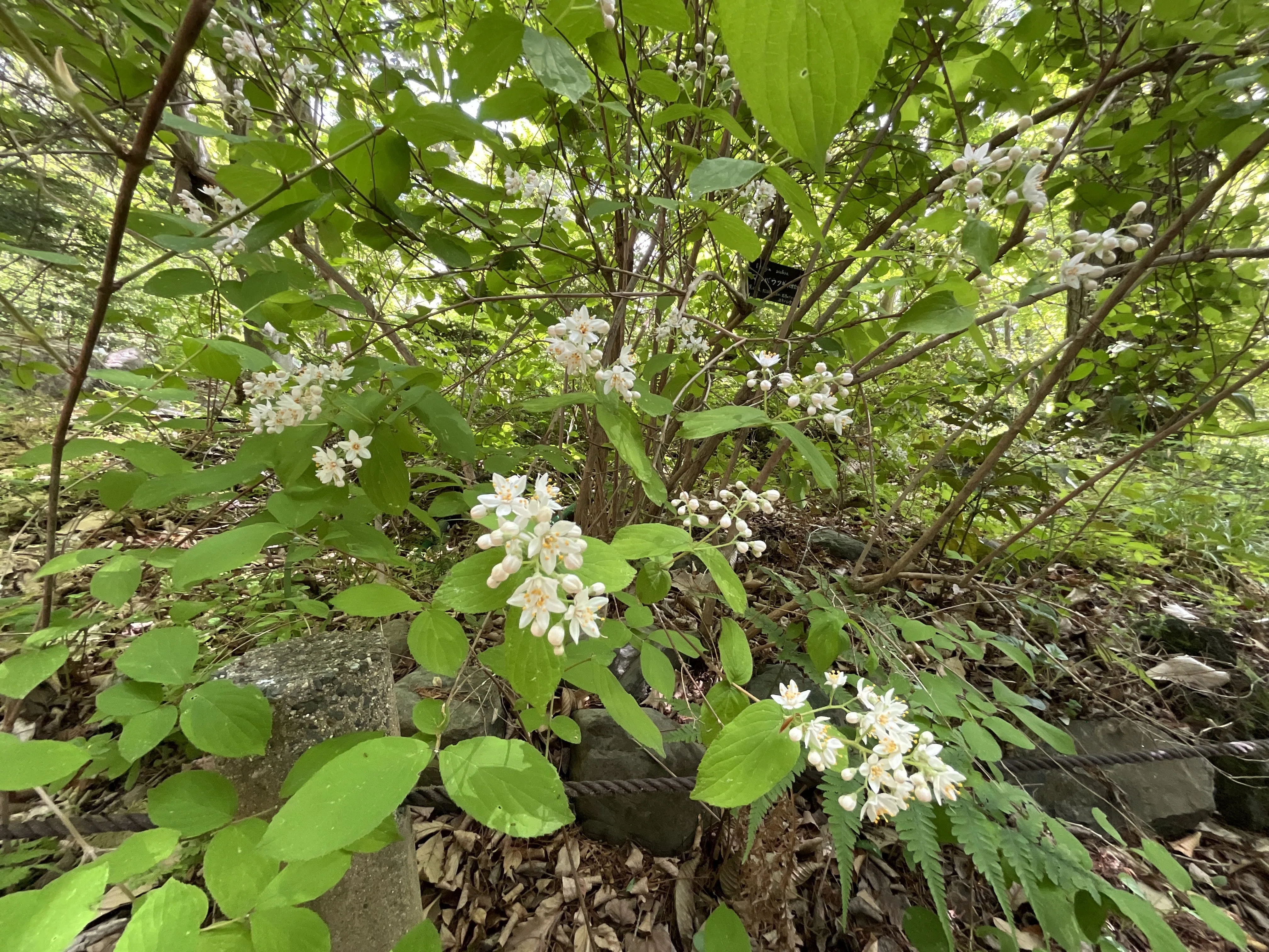 マルバウツギ（丸葉空木）（京都府立植物園）：2026年4月22日（水