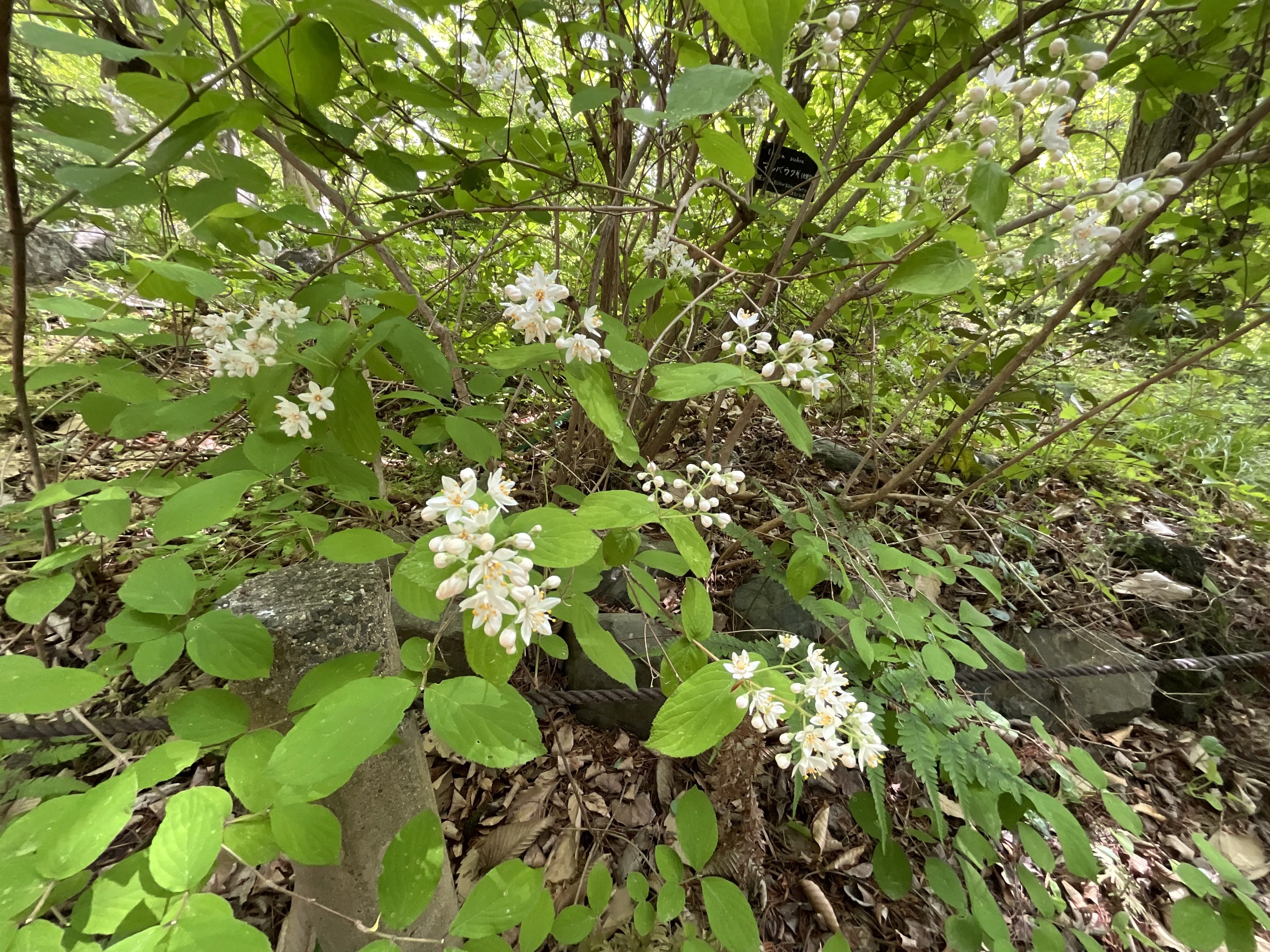 マルバウツギ（丸葉空木）（京都府立植物園）：2026年4月22日（水