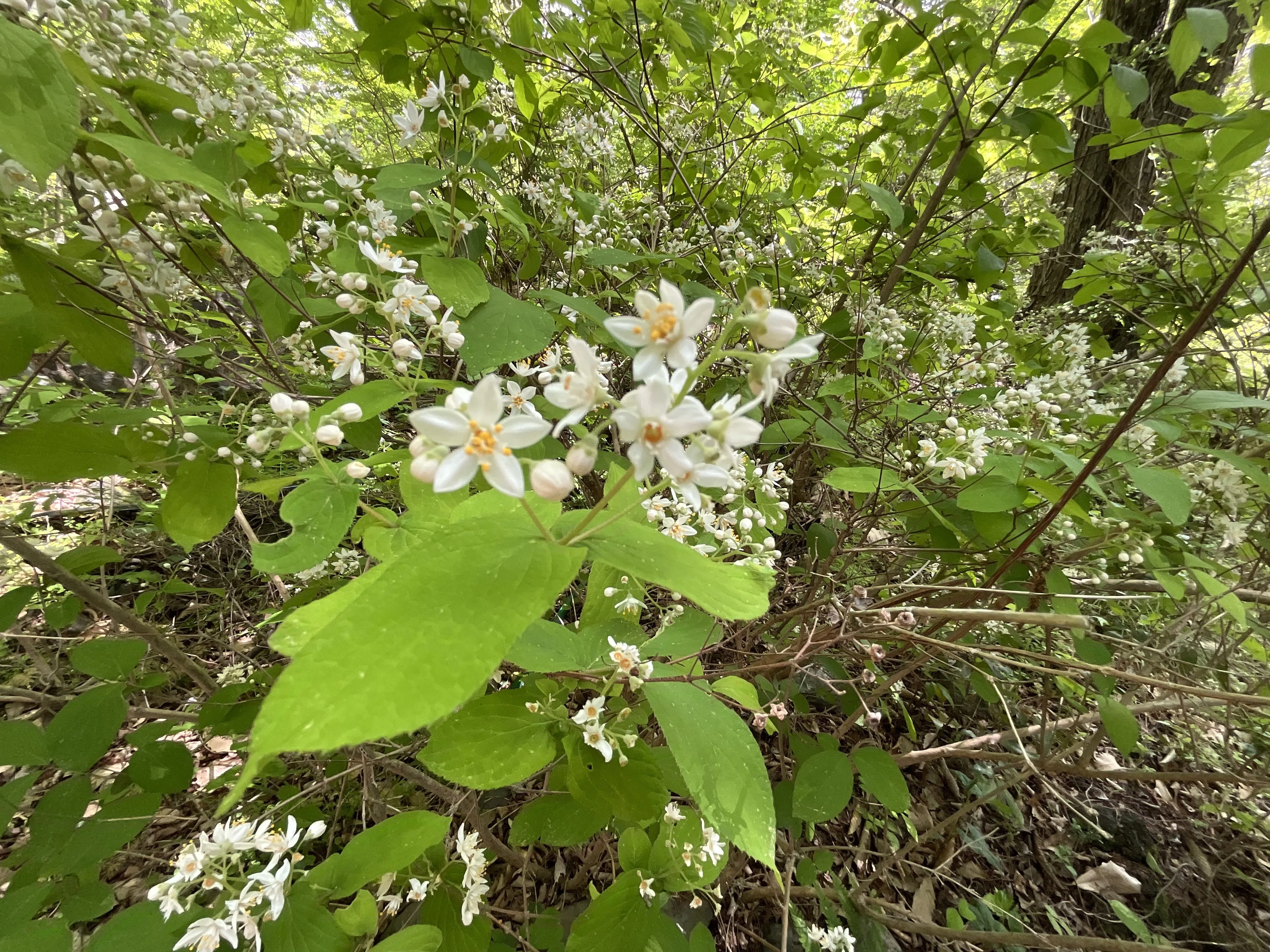 マルバウツギ（丸葉空木）（京都府立植物園）：2026年4月22日（水