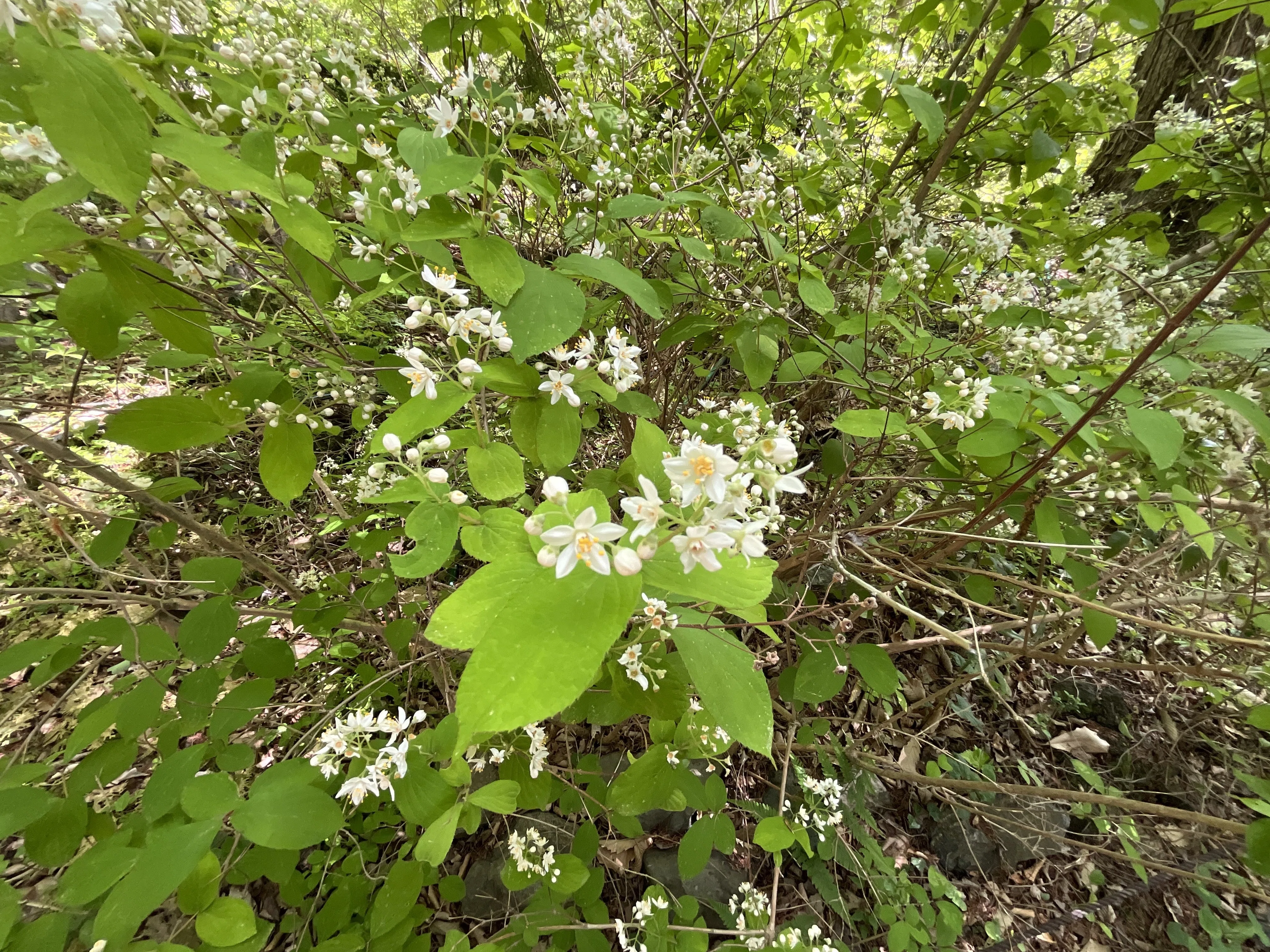 マルバウツギ（丸葉空木）（京都府立植物園）：2026年4月22日（水