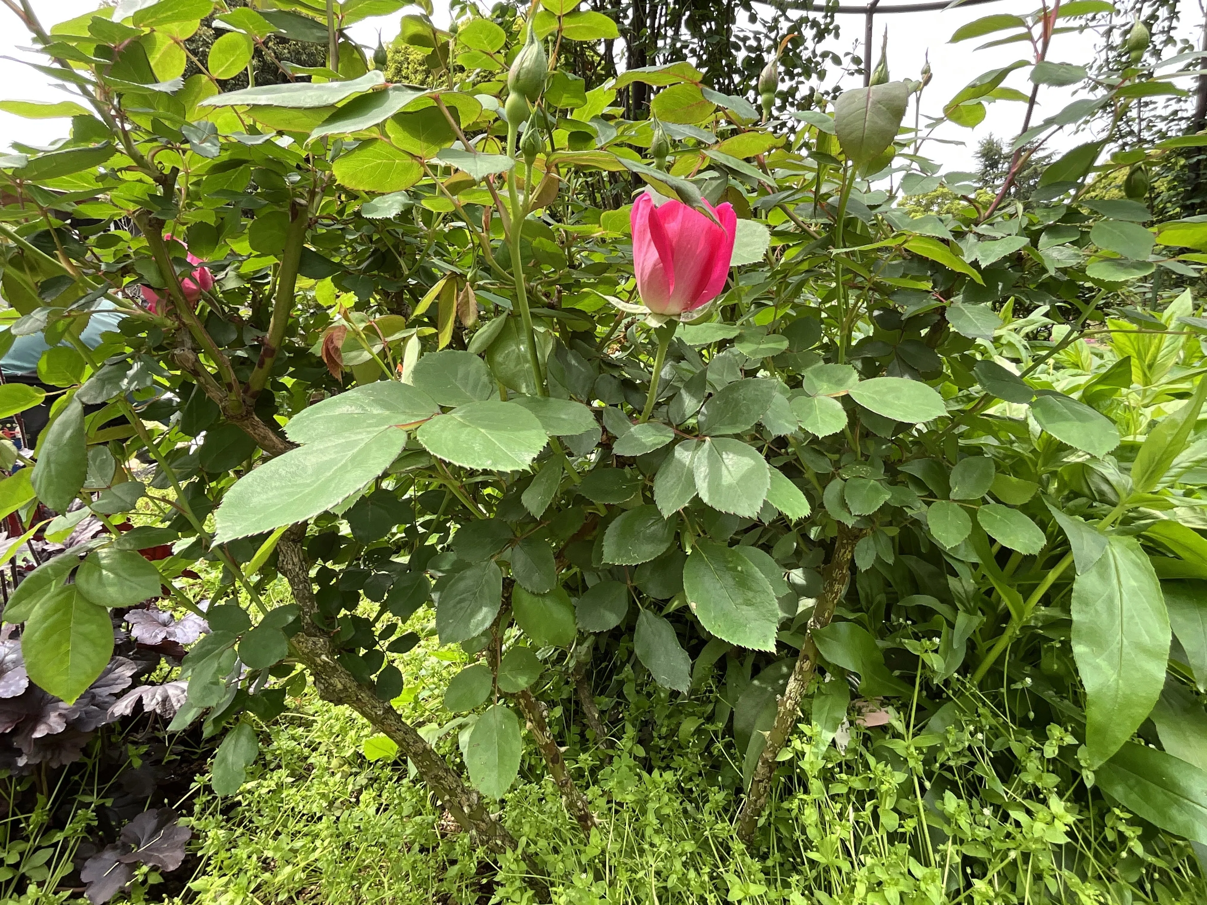 ピンク・ダブル・ノック・アウトの春一番花（京都府立植物園）：2026年
