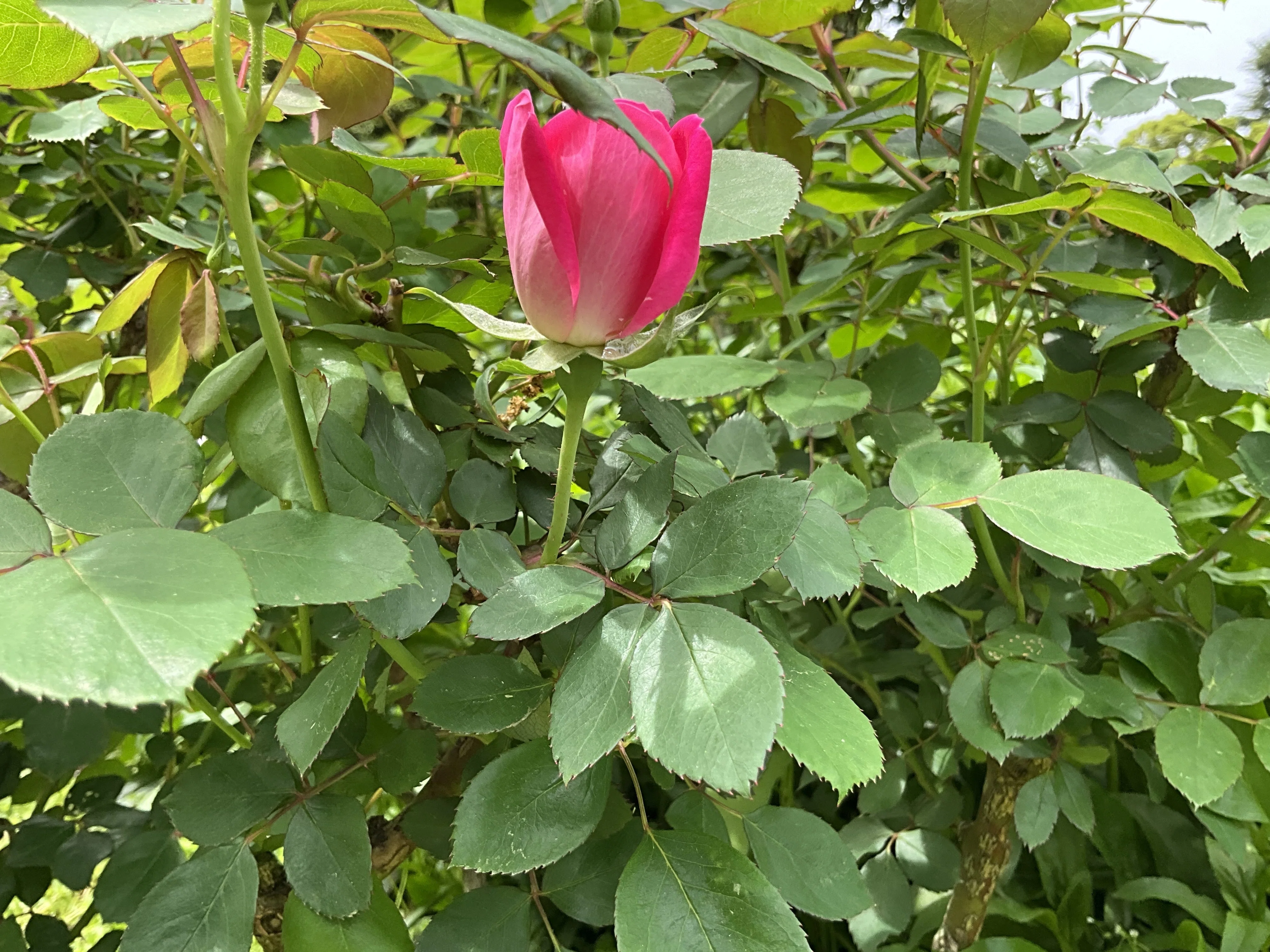 ピンク・ダブル・ノック・アウトの春一番花（京都府立植物園）：2026年