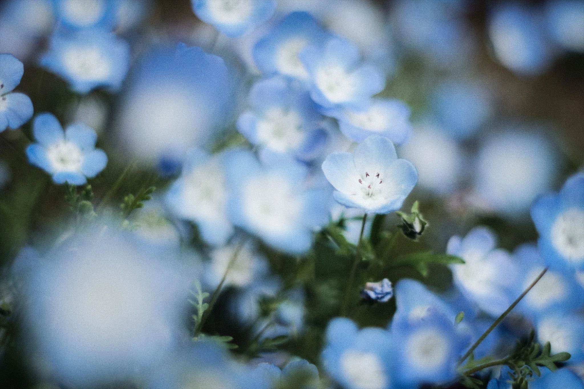 Photographing Nemophila with the X-T30 III | Enjoying Spring Blue