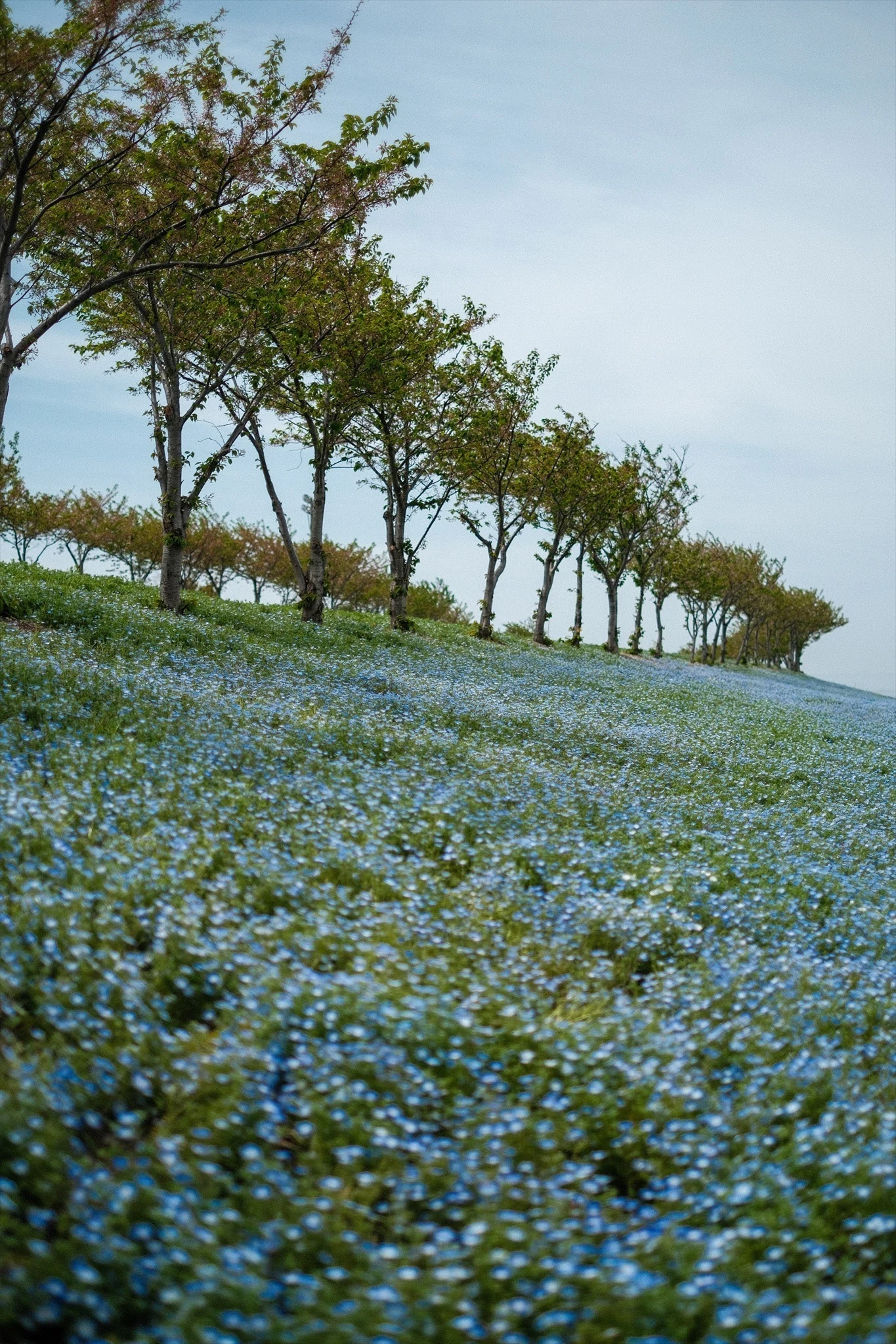 Photographing Nemophila with the X-T30 III | Enjoying Spring Blue